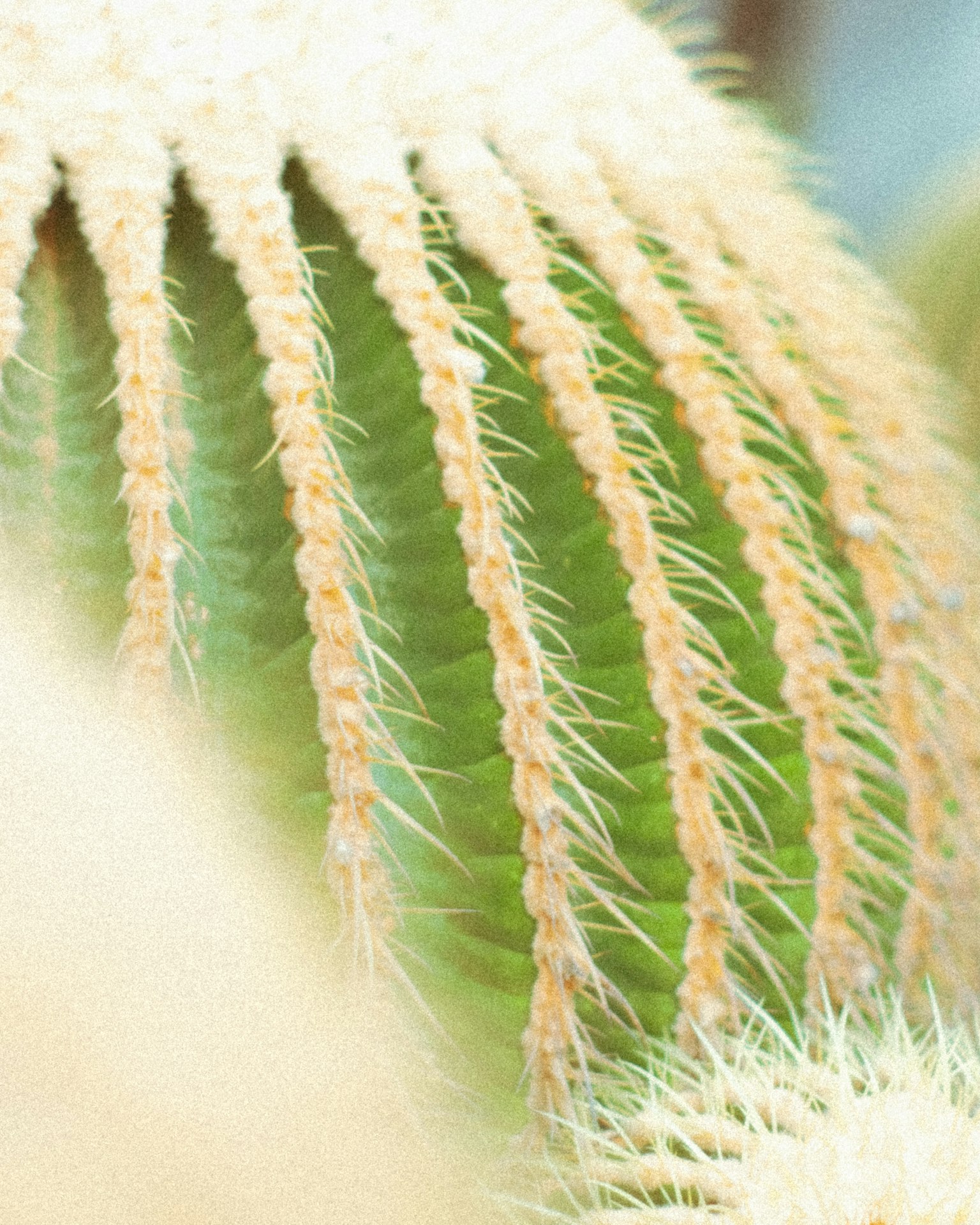 Primo piano di un cactus verde con spine gialle lunghe