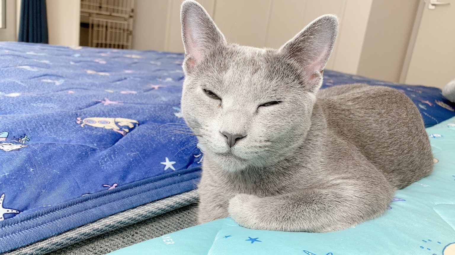 Gatto grigio sdraiato su una coperta blu