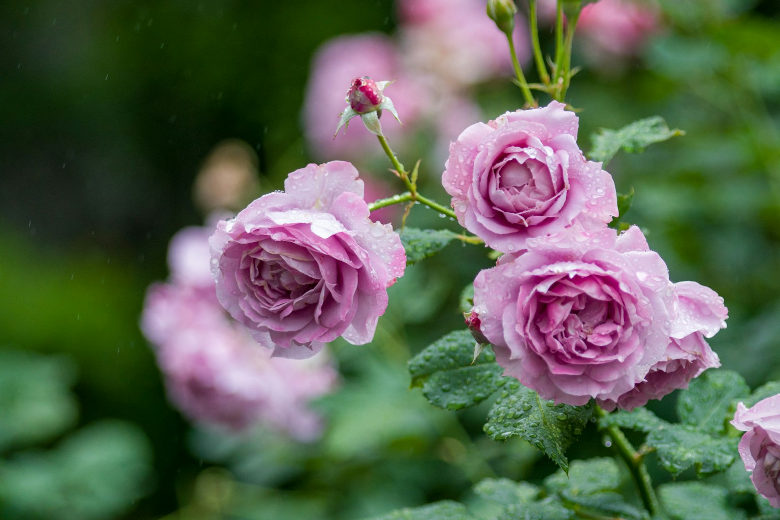Beautiful light purple roses blooming in a garden
