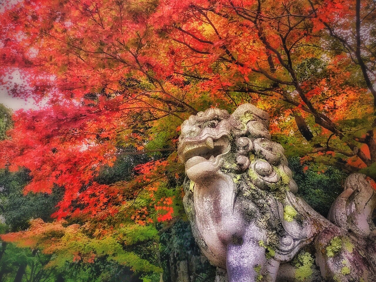 秋の神社前で彩りの紅葉と狛犬