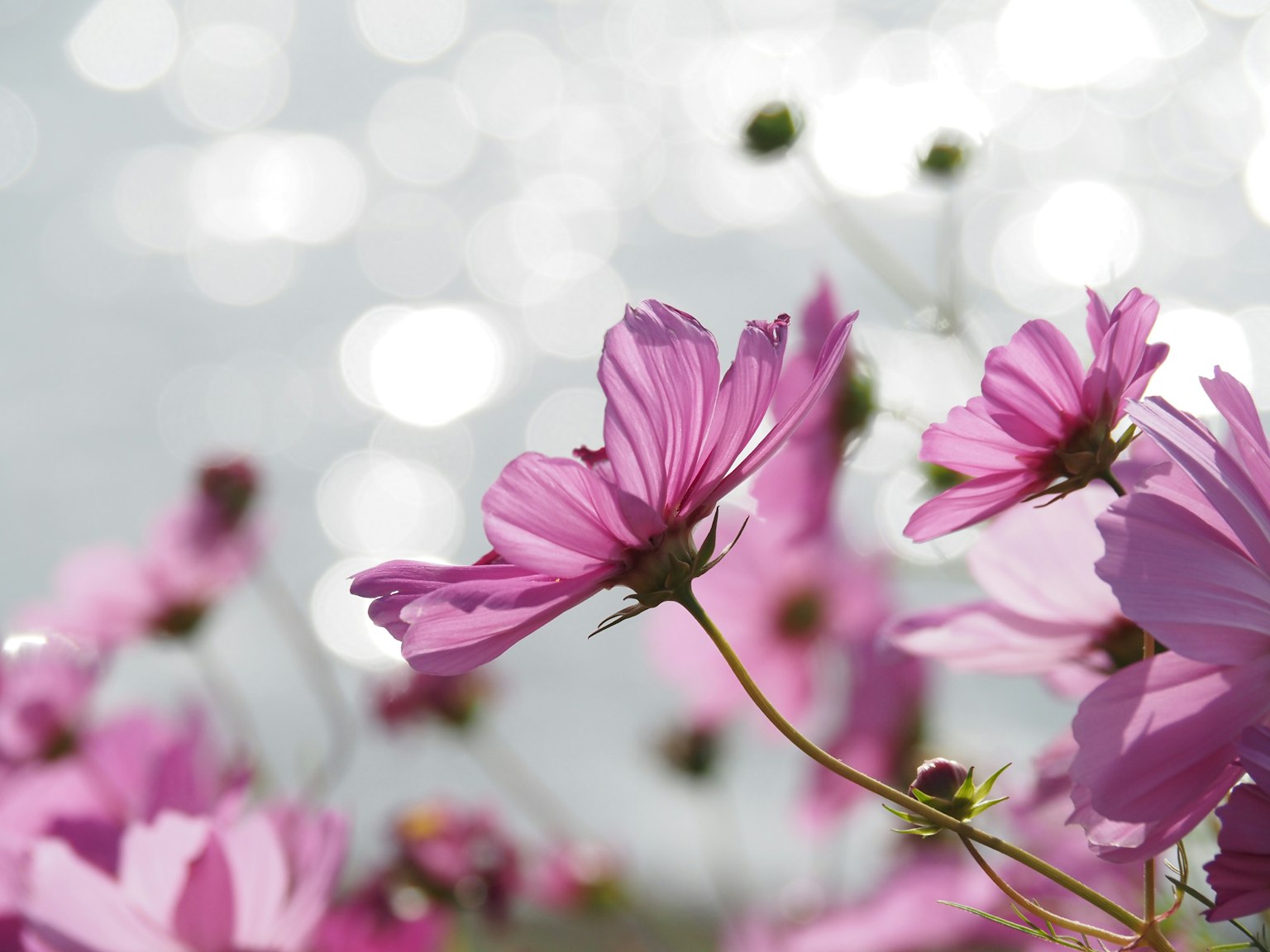 Fiori di cosmos rosa vibranti che sbocciano su uno sfondo d'acqua scintillante