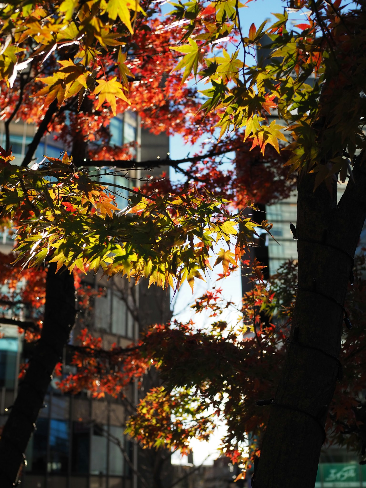 Foglie autunnali dai colori vivaci contro uno sfondo urbano