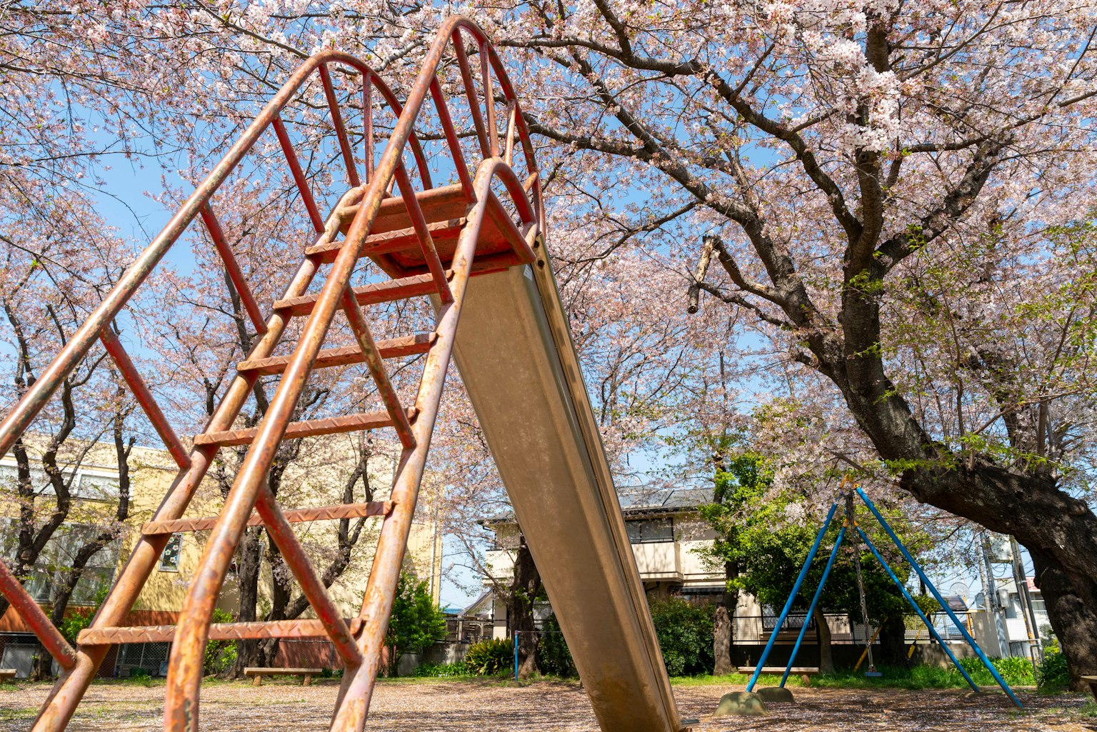Seluncuran di taman di bawah pohon sakura