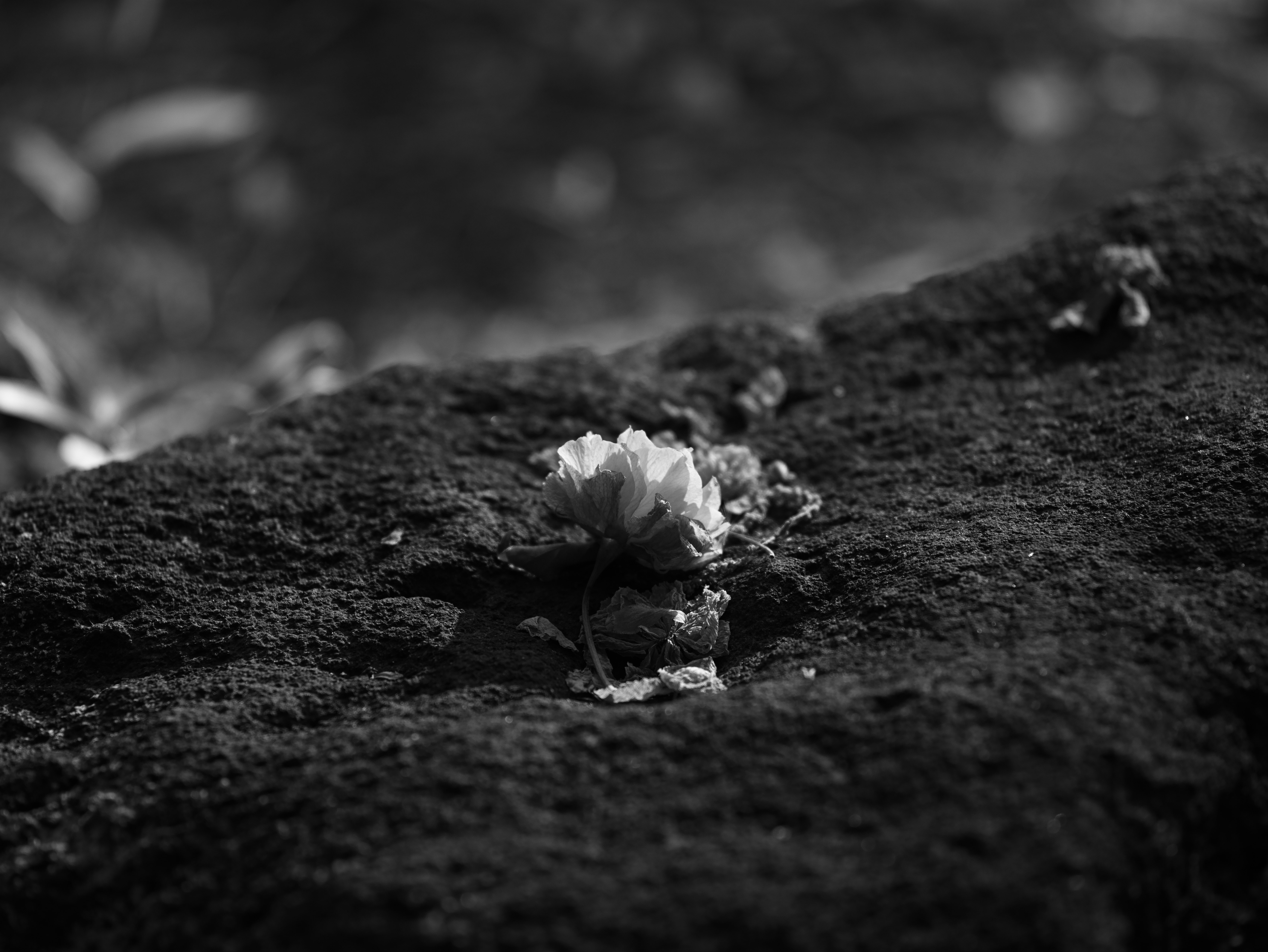 一朵花 resting 在黑白背景的岩石上