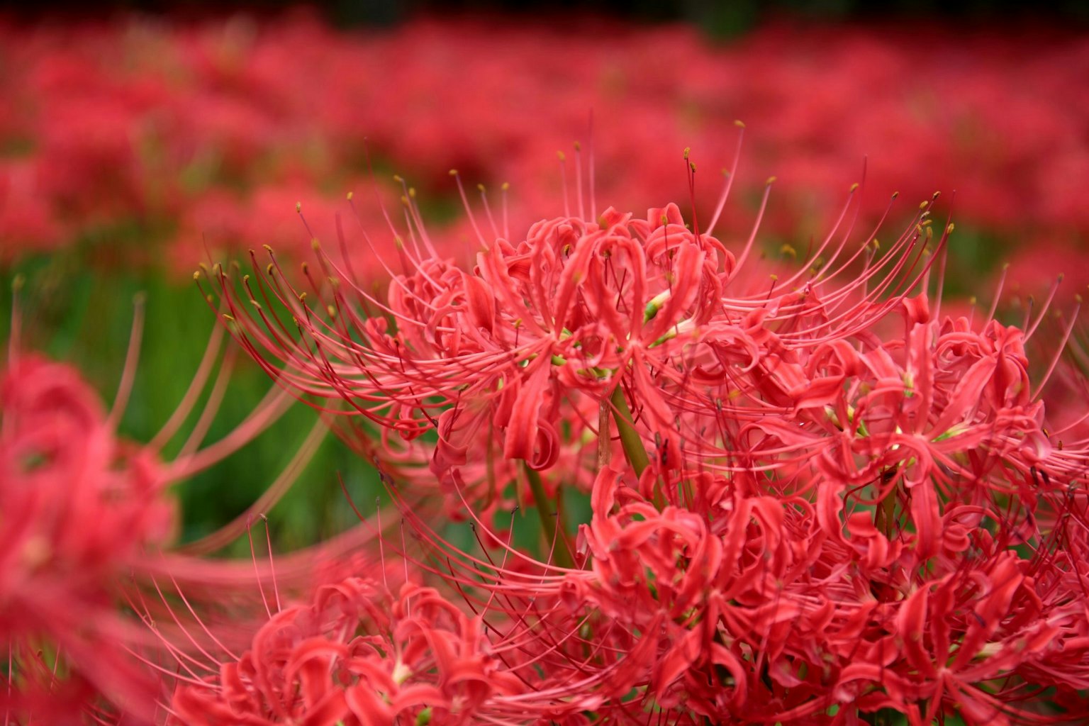 Lys araignées rouges vibrants fleurissant dans un champ