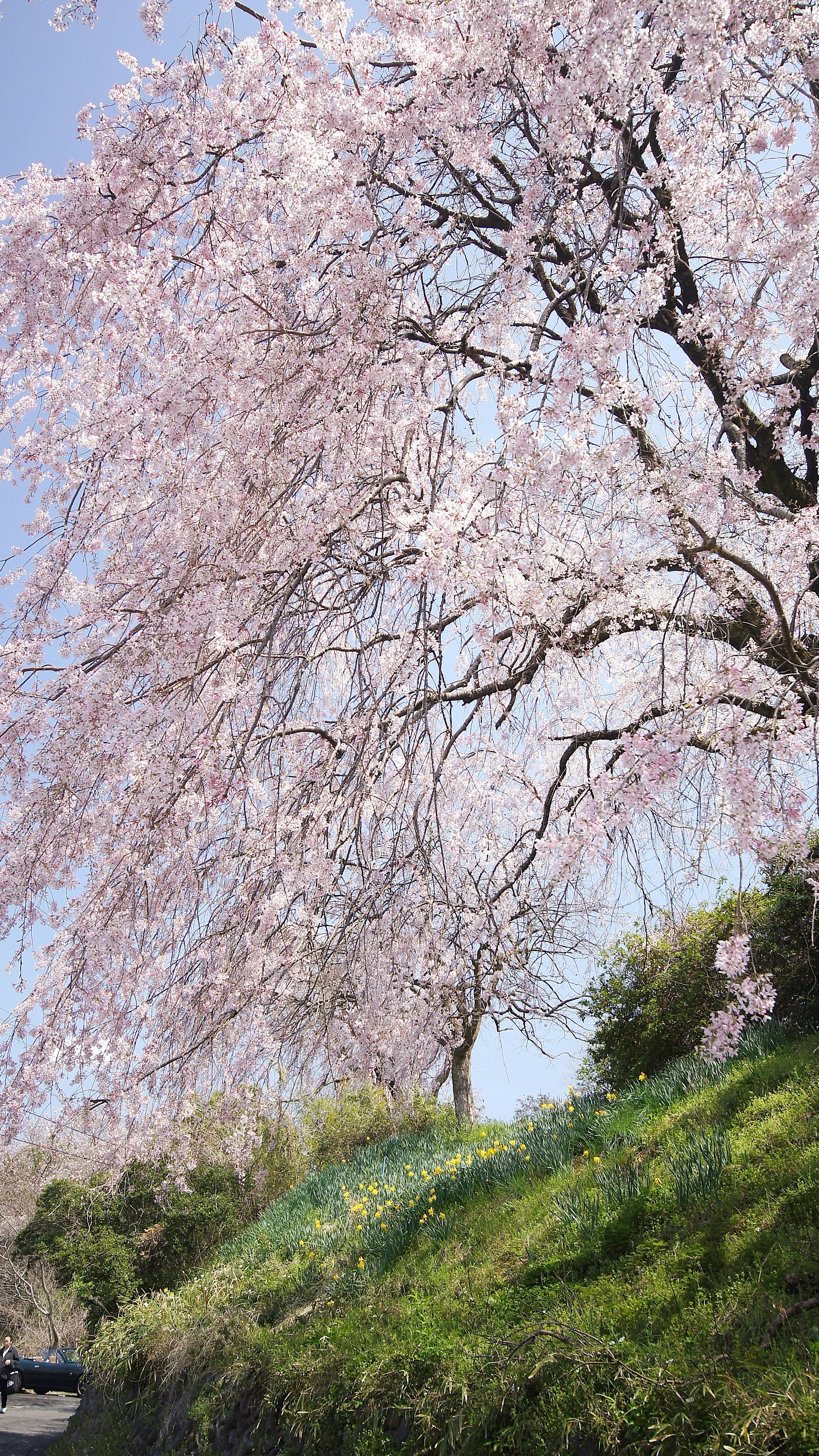 枝垂れ桜が咲く並木の春景色