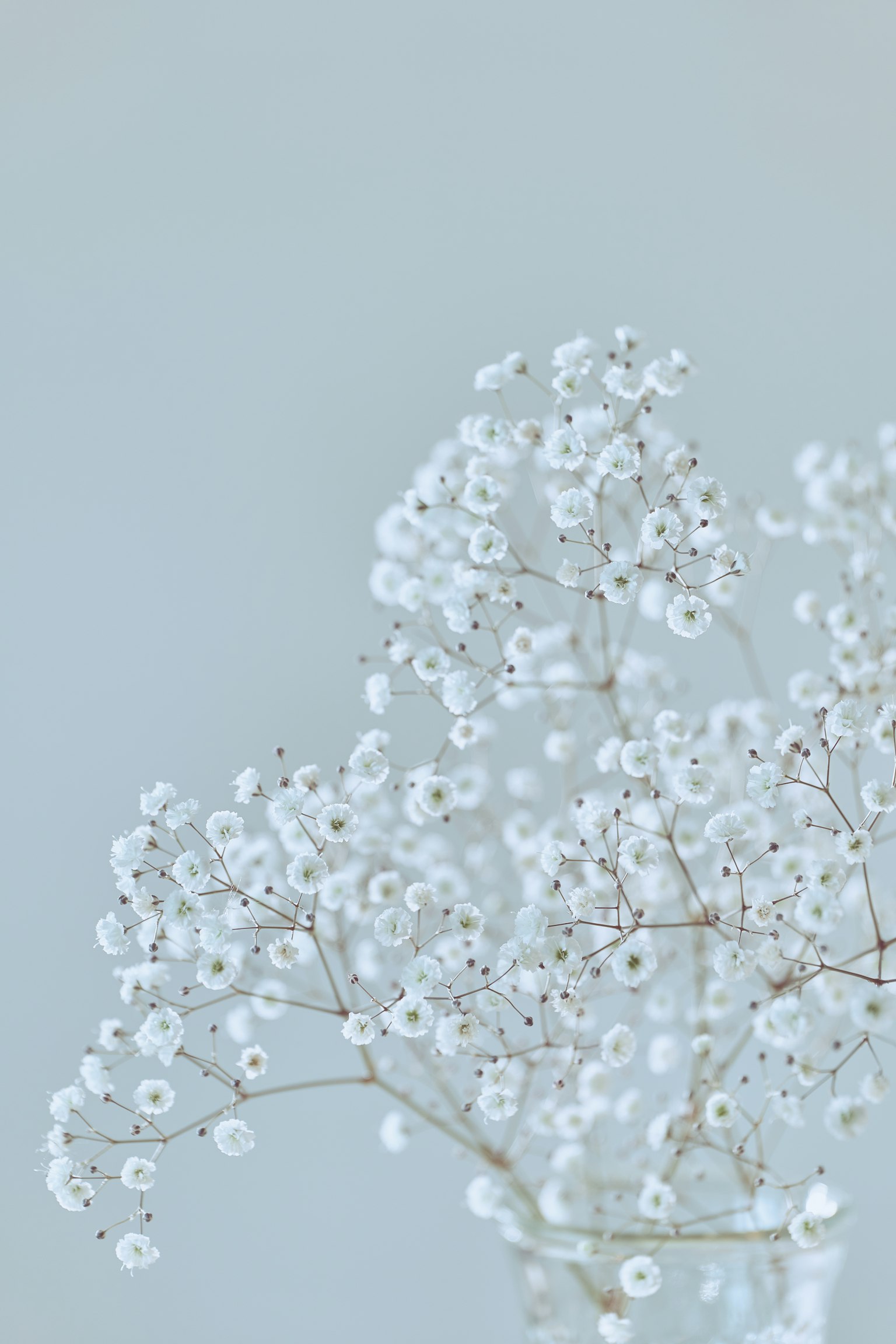 Delicate white flower branches against a soft blue background