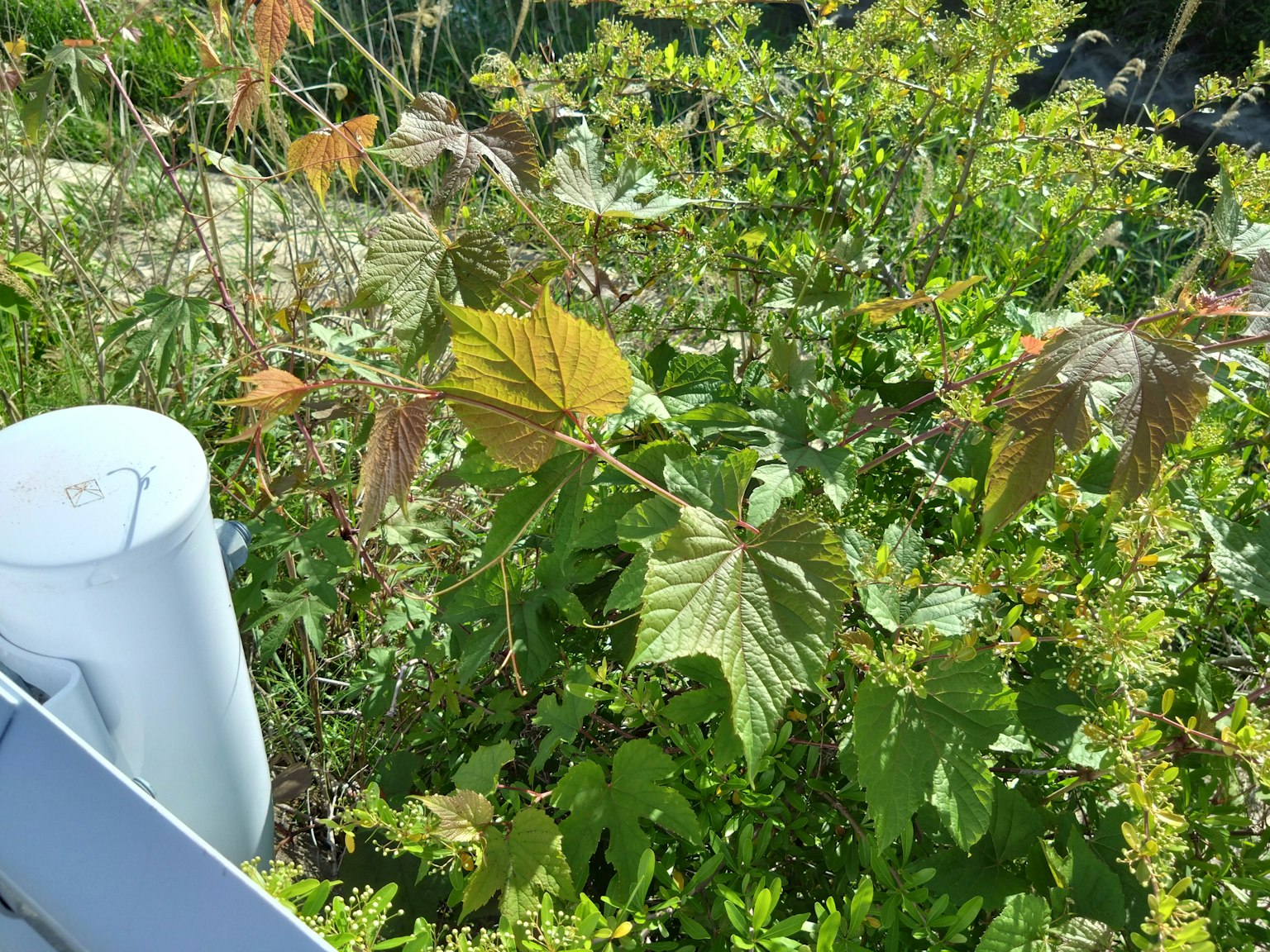 郁郁蔥蔥的植物在花園中可見白色圓柱形物體