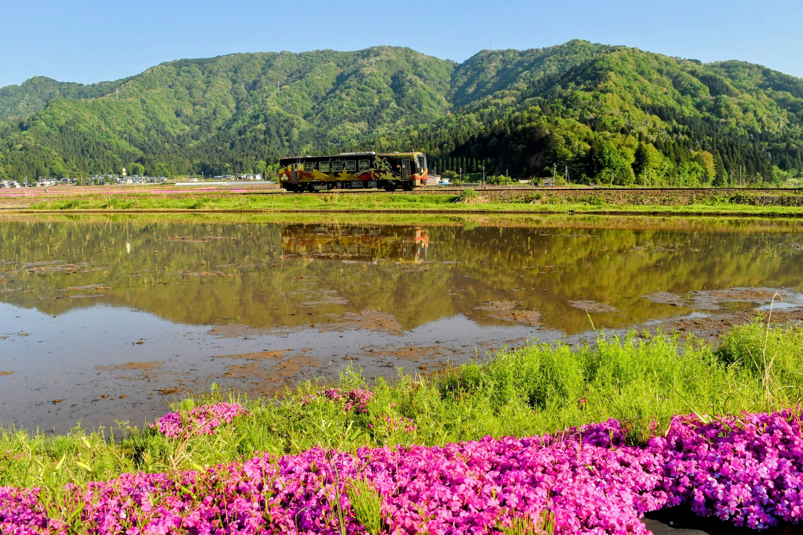 田んぼの水面と芝桜、奥越の山並みを走る列車の風景