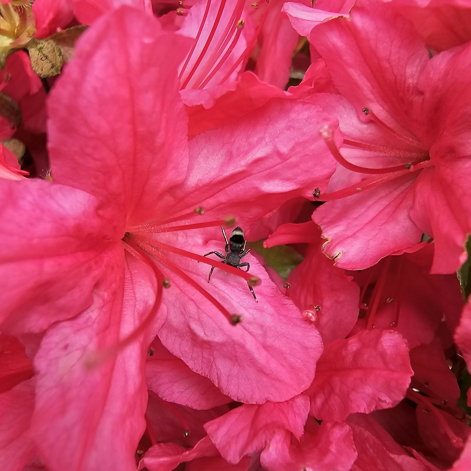 Un petit insecte parmi des fleurs d'azalée roses vibrantes