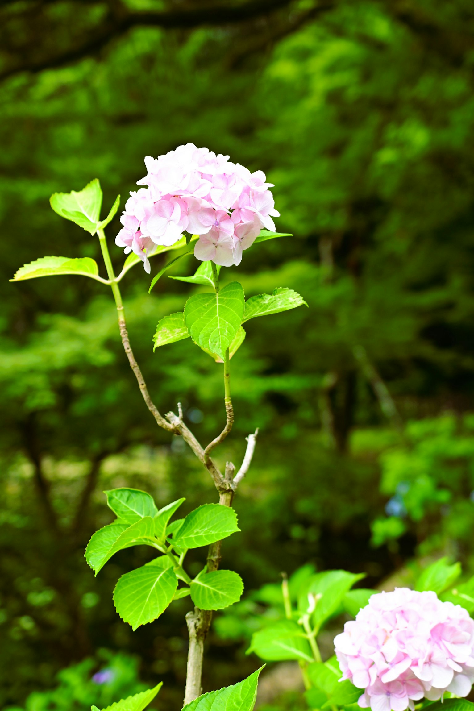A pink flower with green leaves against a lush green background