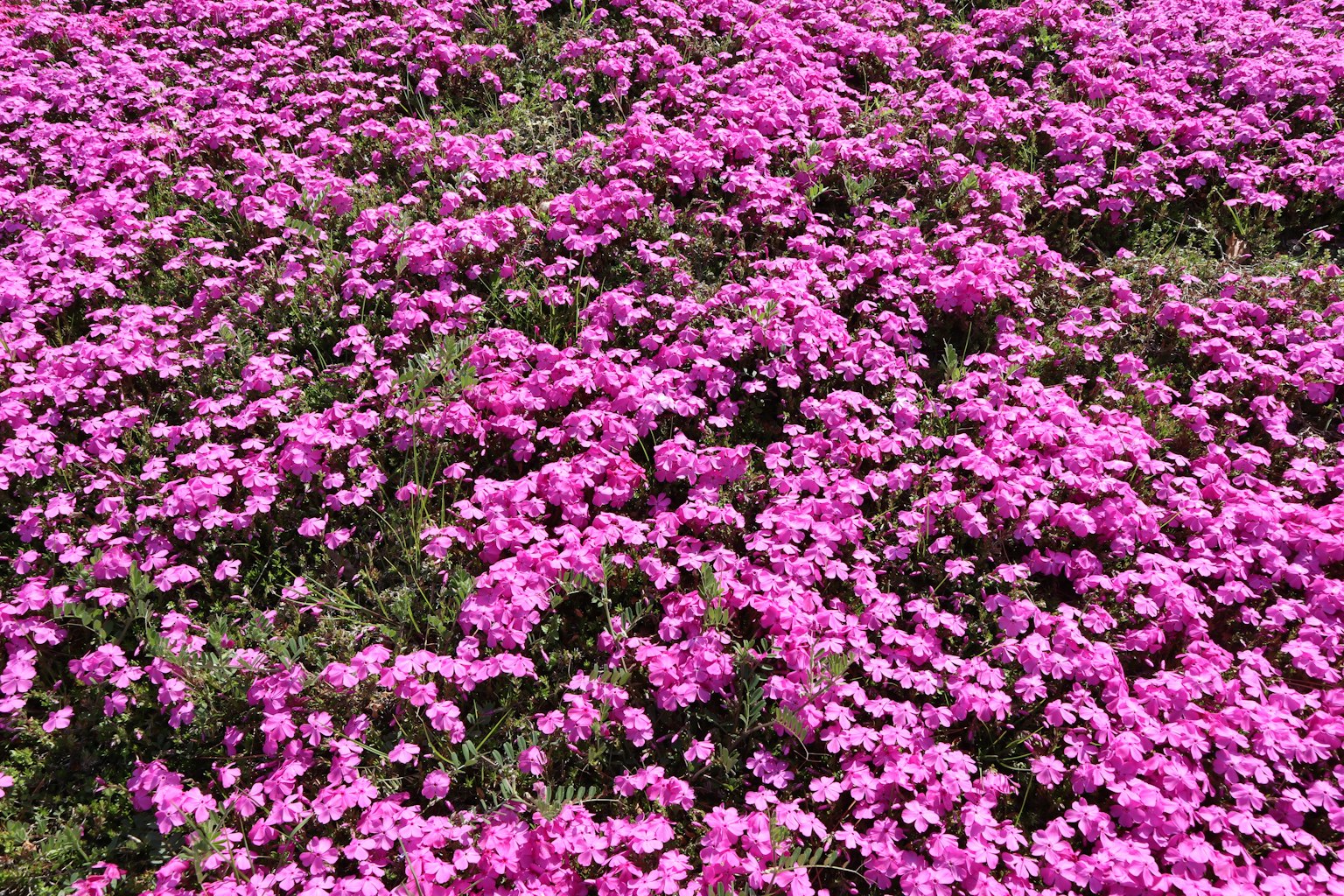 Lebendige rosa Blumen, die den Boden bedecken