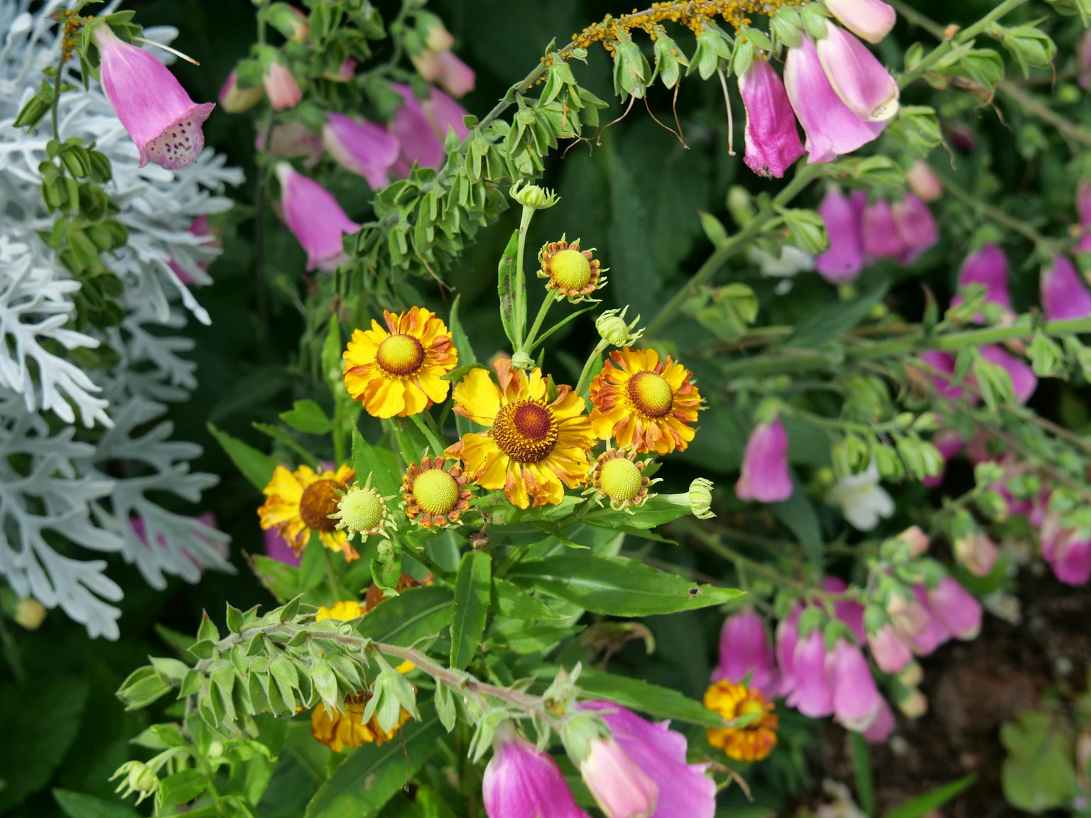 Une scène de jardin vibrante avec des grappes de fleurs jaunes et roses entourées de feuillage vert luxuriant