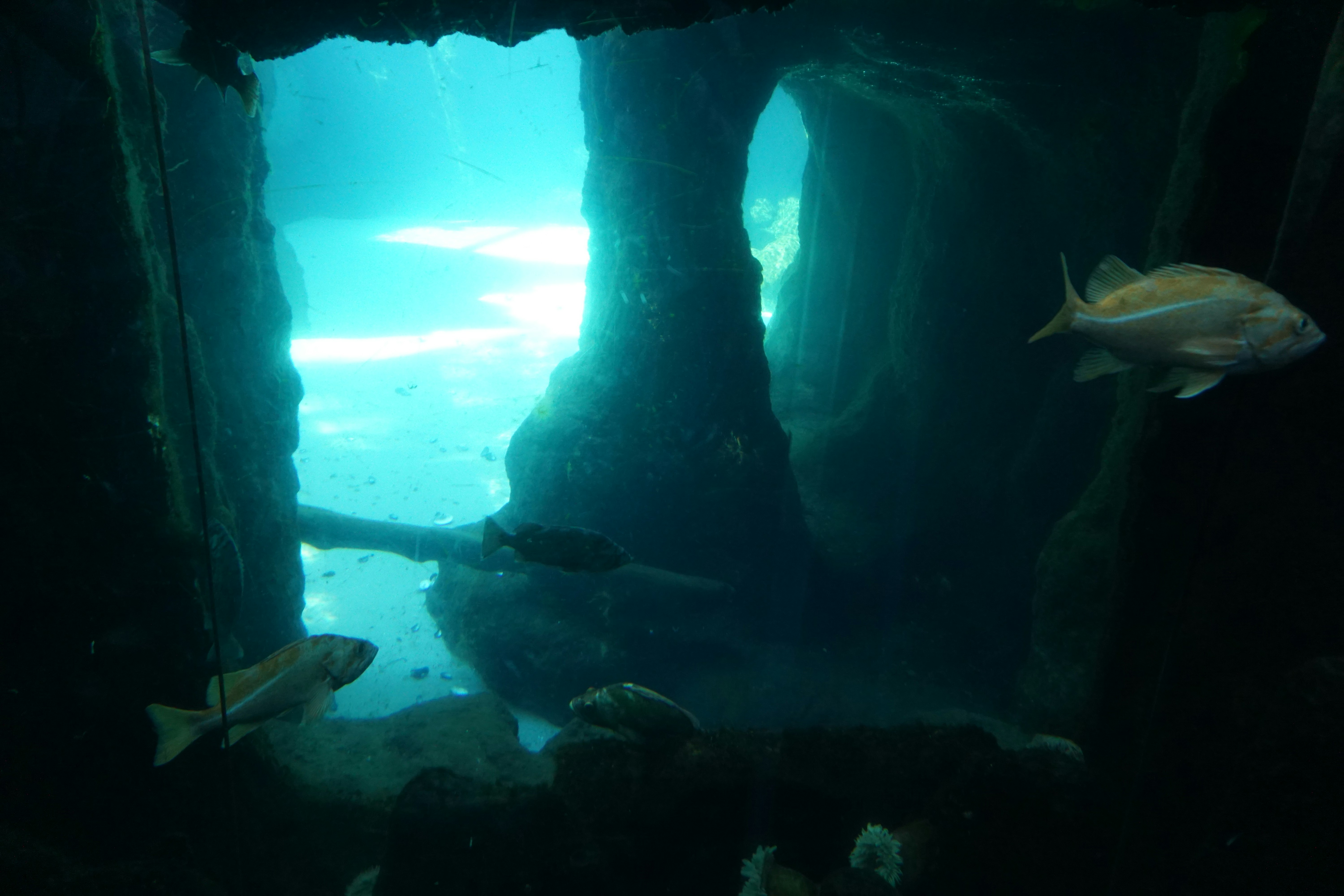 水中トンネルのような洞窟に泳ぐ魚のシルエット