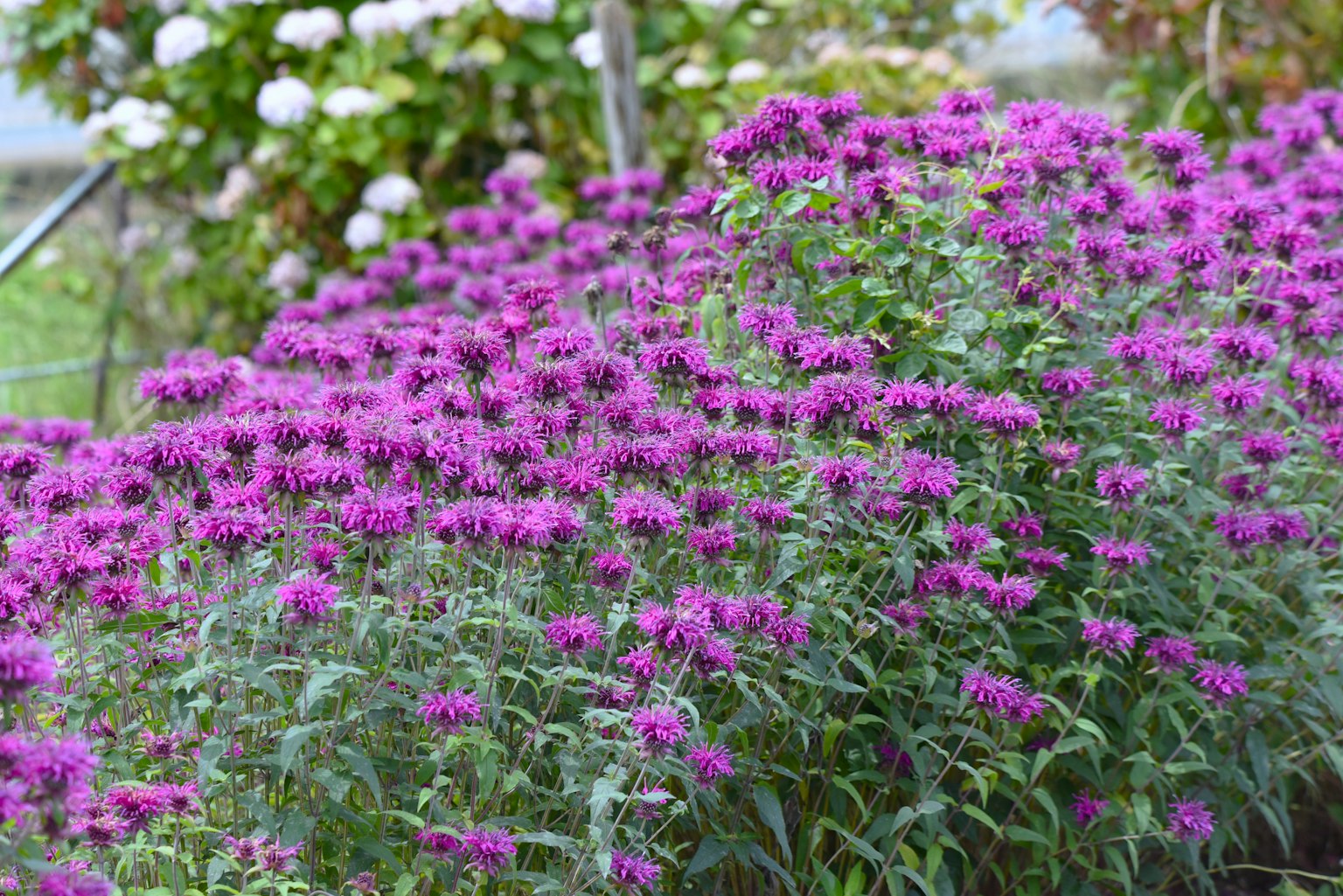 Un jardin vibrant rempli de fleurs violettes en fleurs