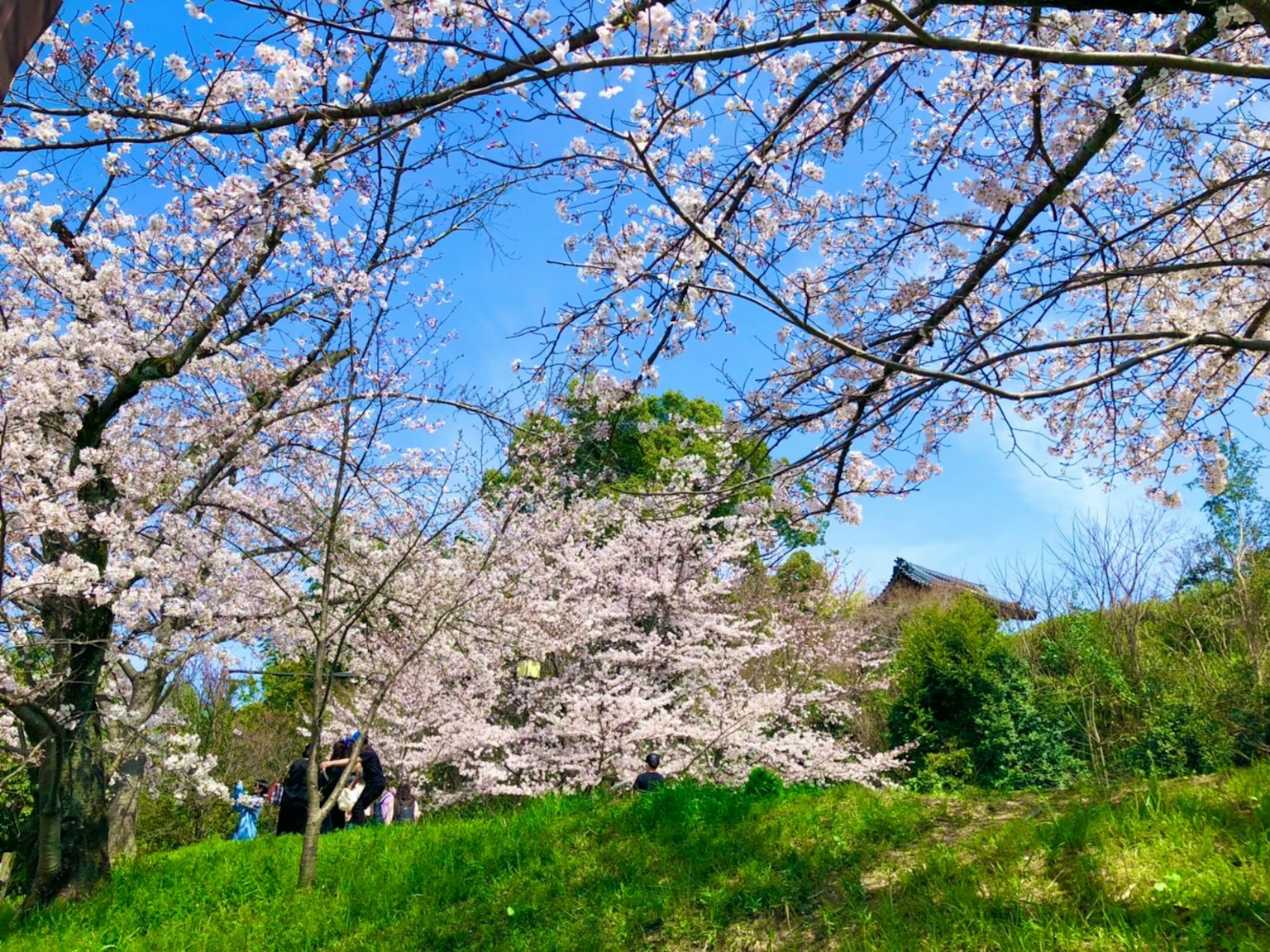 Des cerisiers en fleurs sous un ciel bleu avec de l'herbe verte