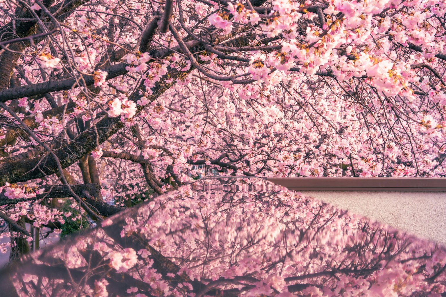 Branches de cerisiers en fleurs avec un beau reflet au sol
