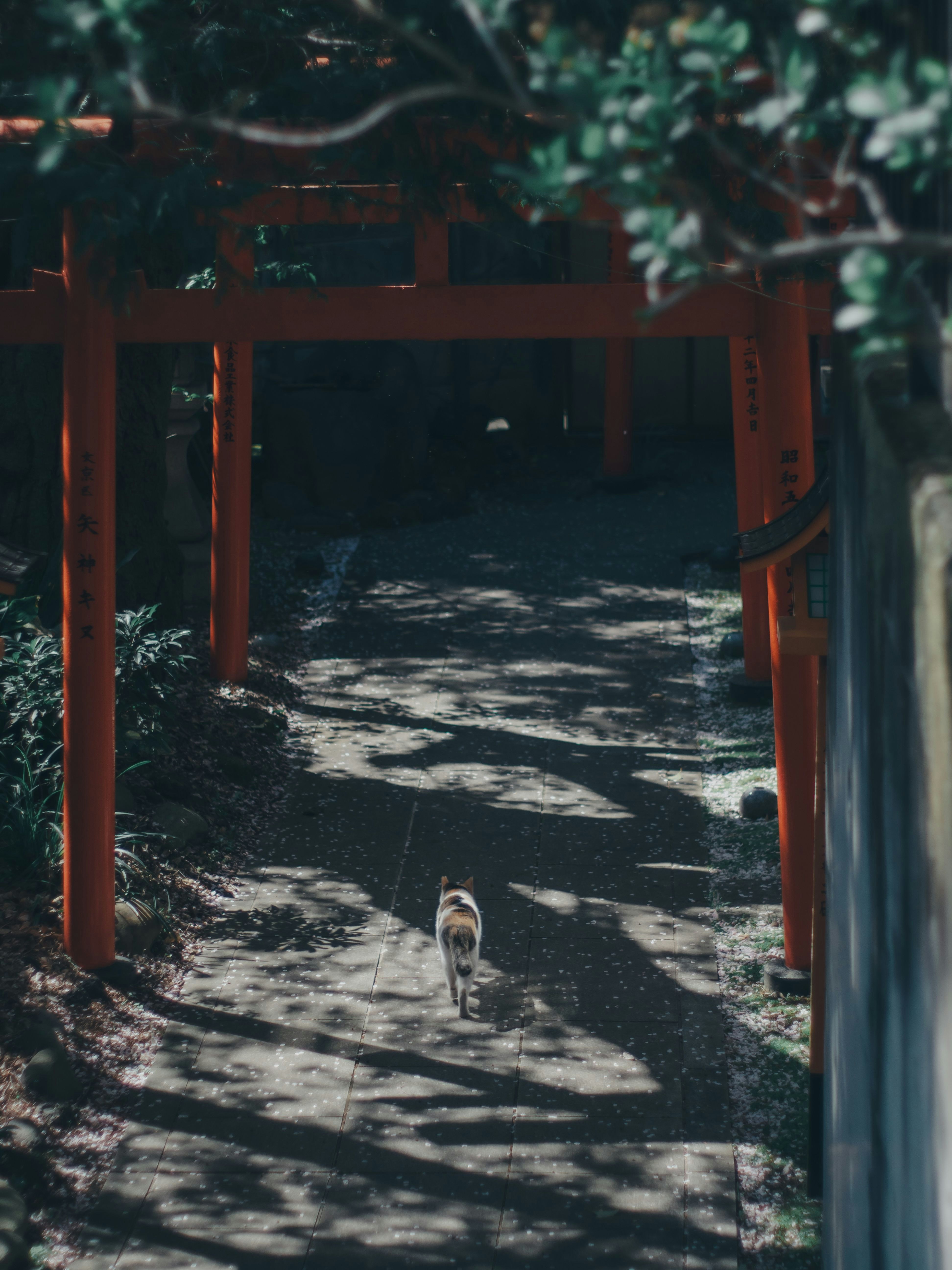 鳥居のある木陰の参道を歩く小さな犬