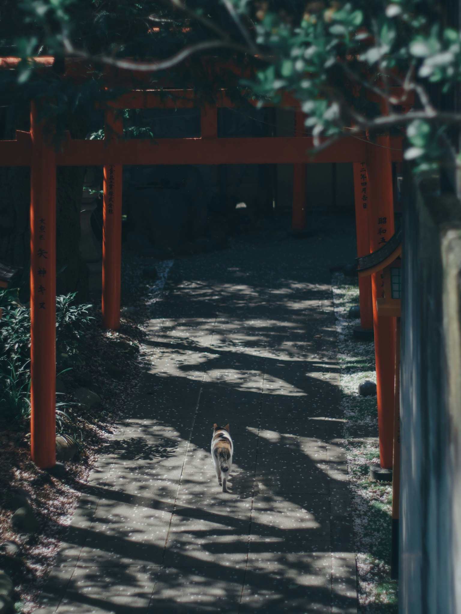 Ein Hund, der auf einem ruhigen Weg unter einem roten Torii-Gate läuft