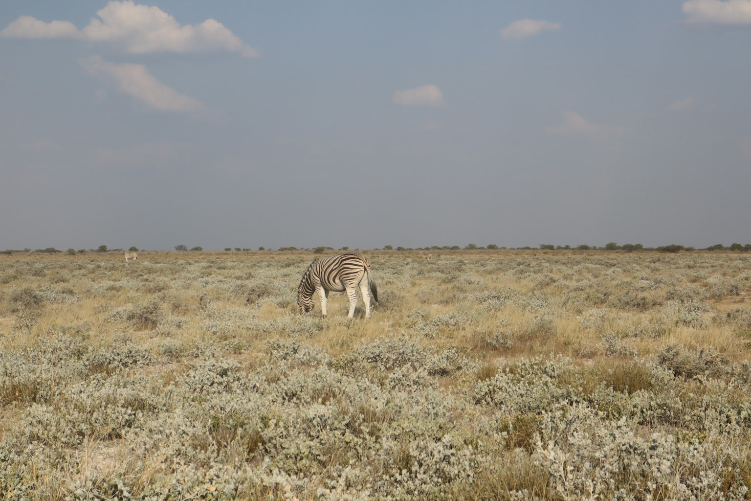 Animal paissant dans un vaste paysage de prairie
