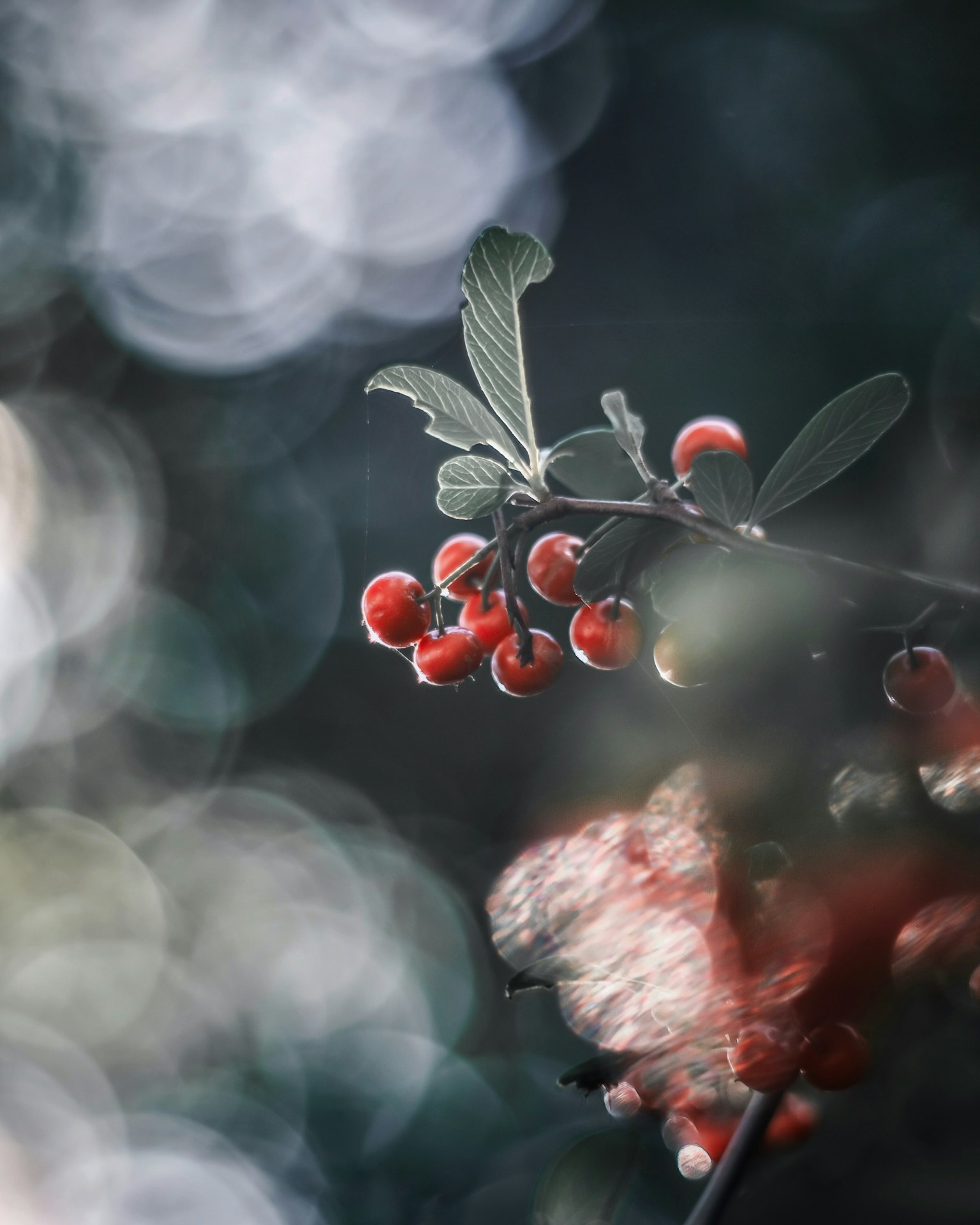 Red berries and green leaves in a soft focus background