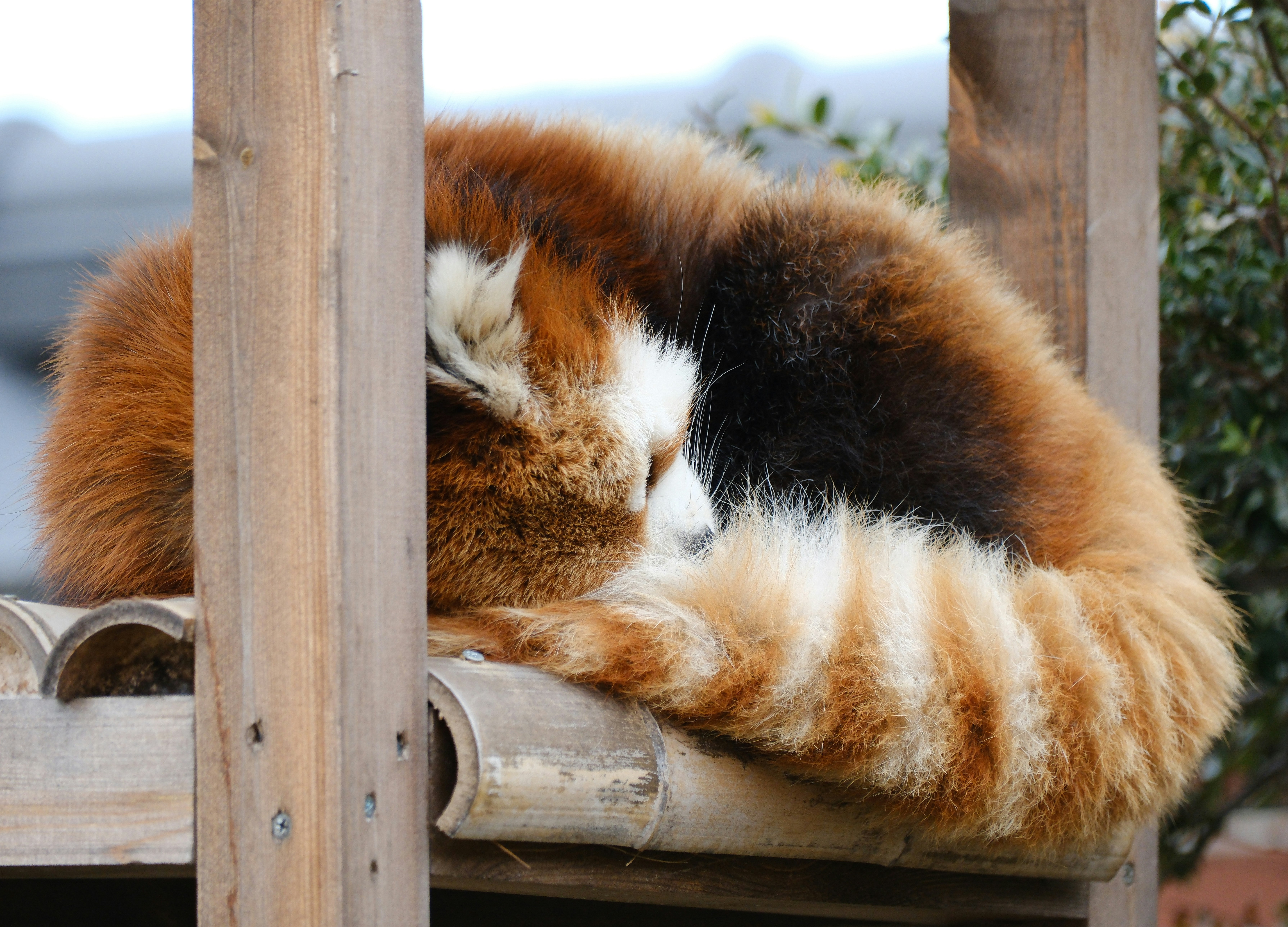 木製の柵の中で丸まって眠る子猫