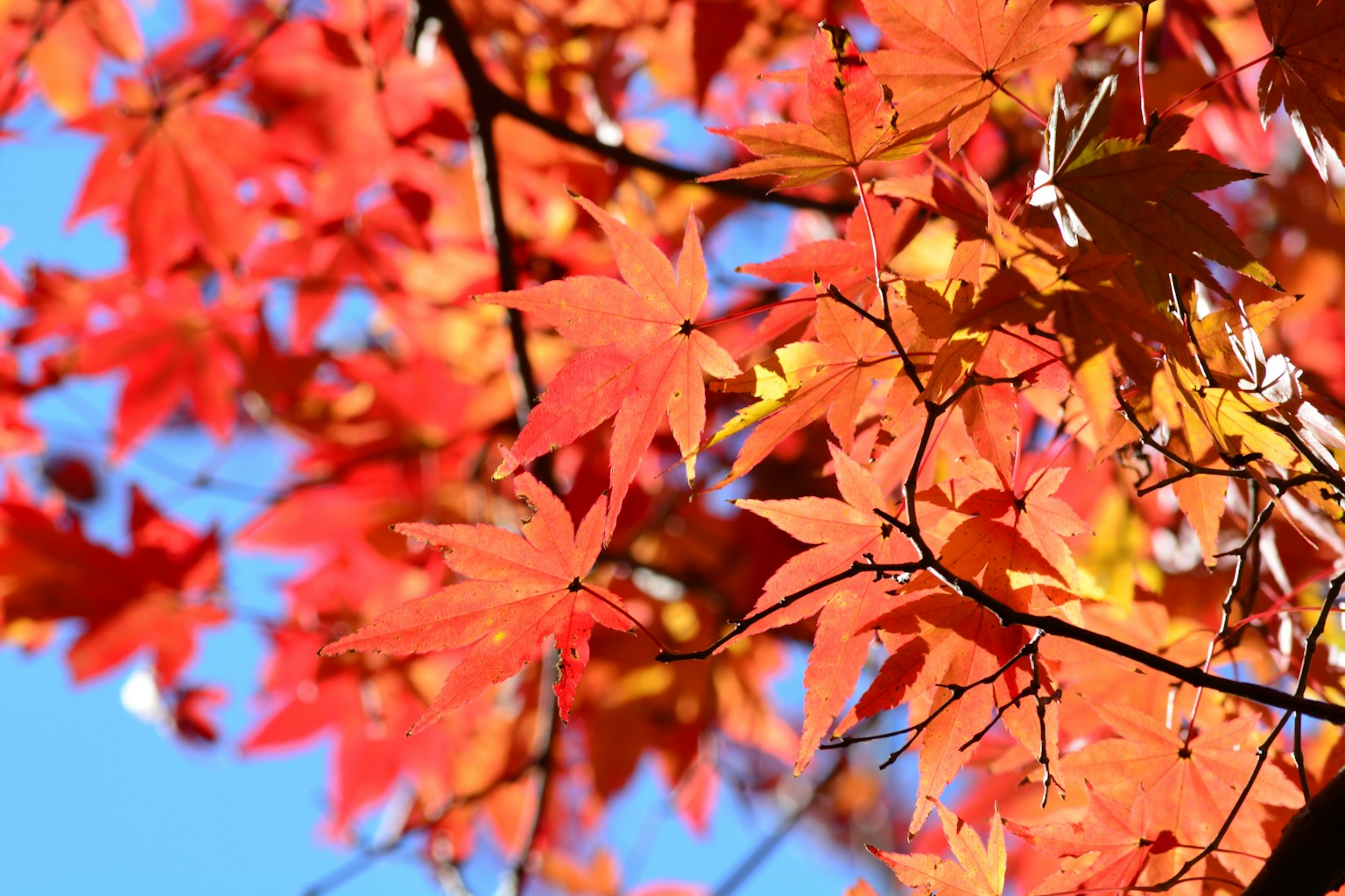 Daun maple merah dan oranye yang cerah bersinar di bawah langit biru