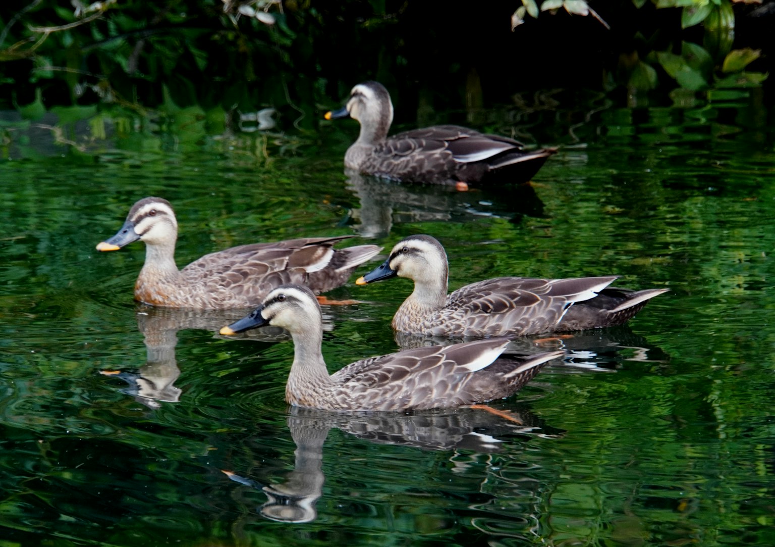 Eine Gruppe von vier Enten, die auf einer ruhigen Wasseroberfläche schwimmen