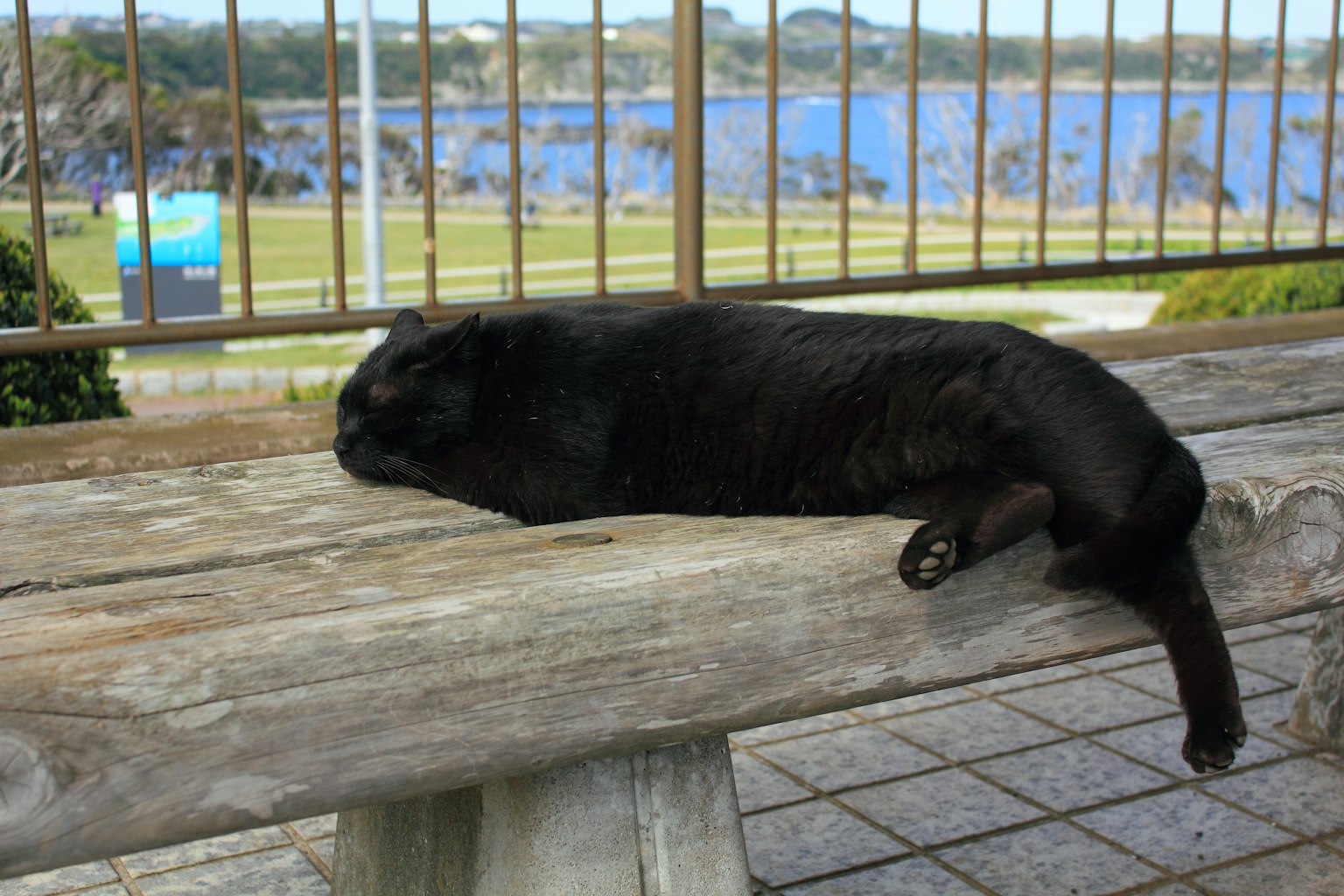 Black cat lying on a wooden bench with a lake in the background
