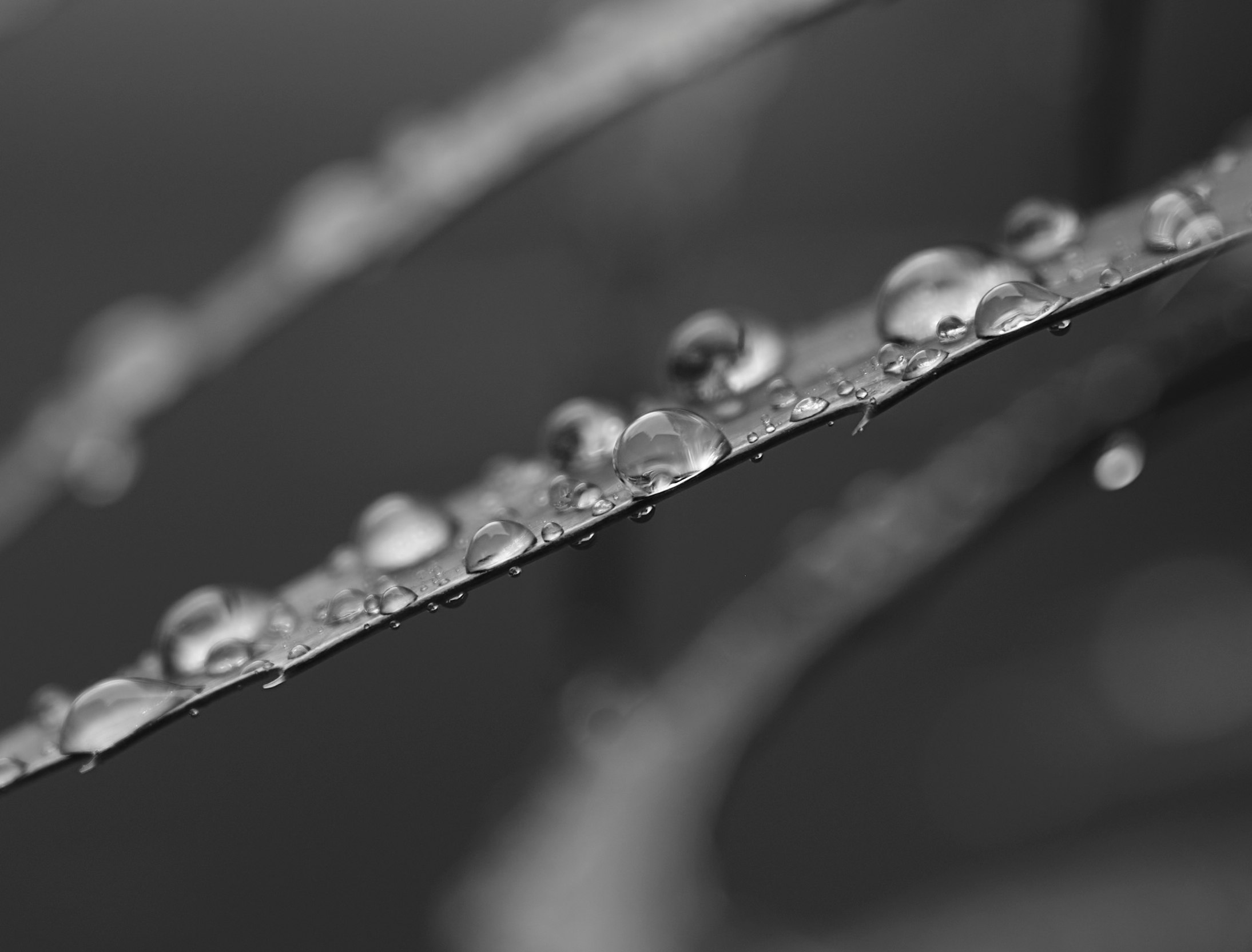 水滴が連なる細い葉のクローズアップ