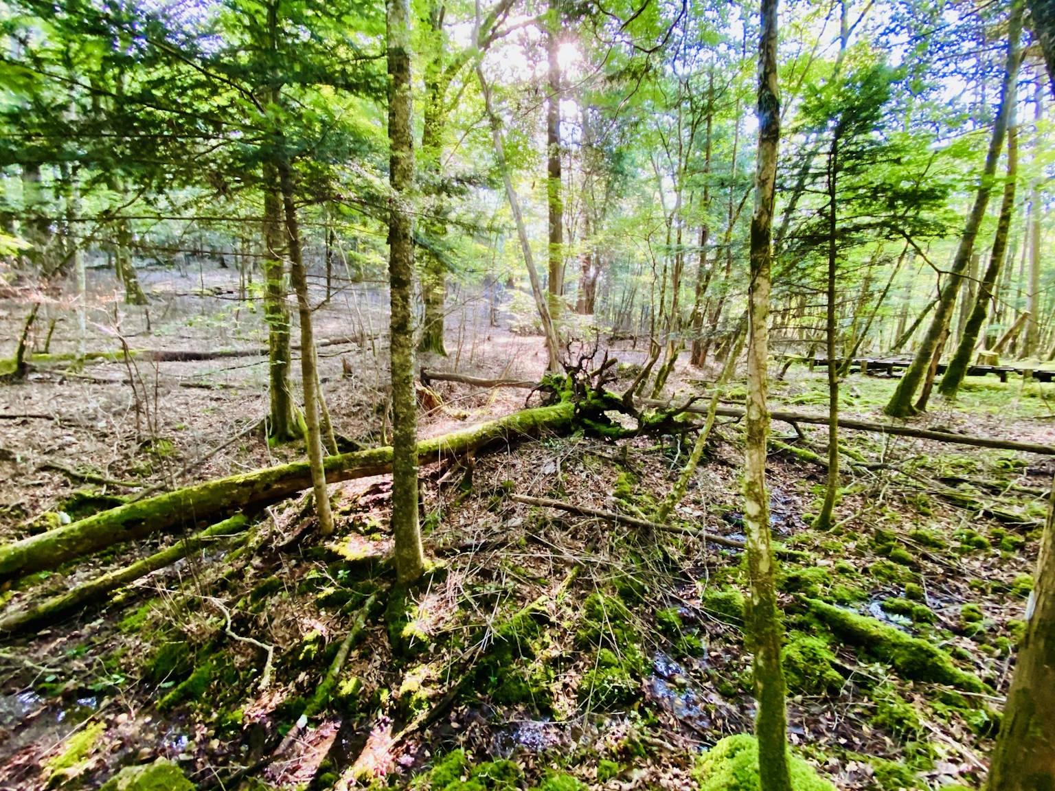 Pemandangan hutan yang tenang dikelilingi oleh pohon-pohon hijau menampilkan kayu tumbang dan tanah berlumut