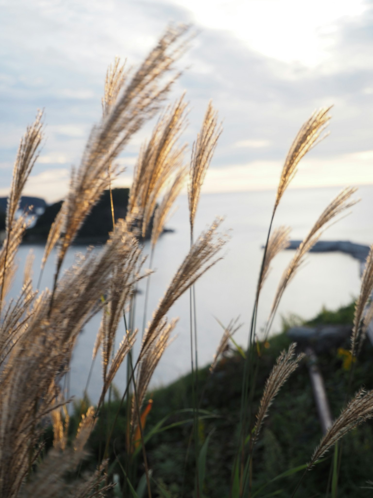 Tall grass swaying in the wind with a coastal view