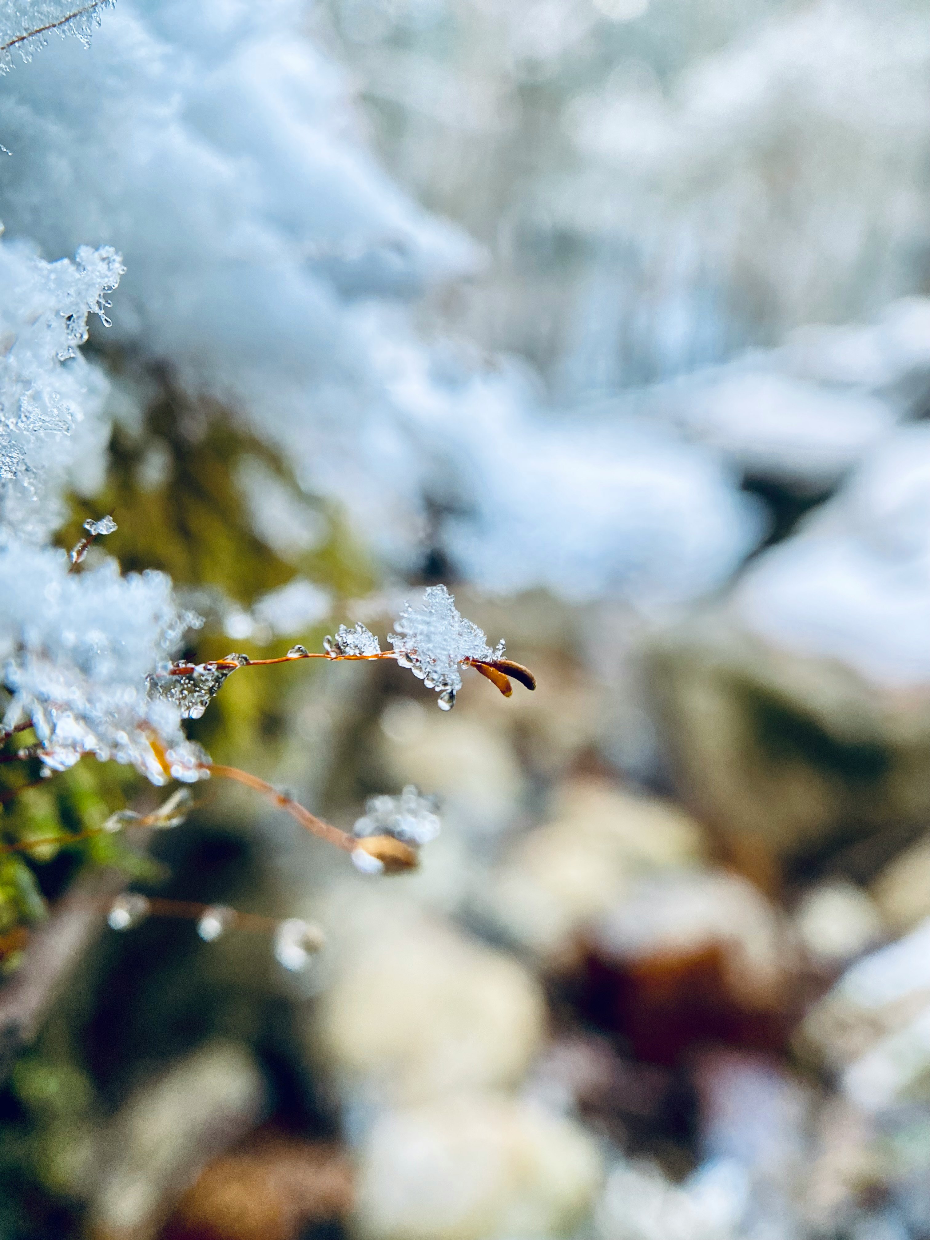 雪の結晶が枝先に付いたマクロの風景