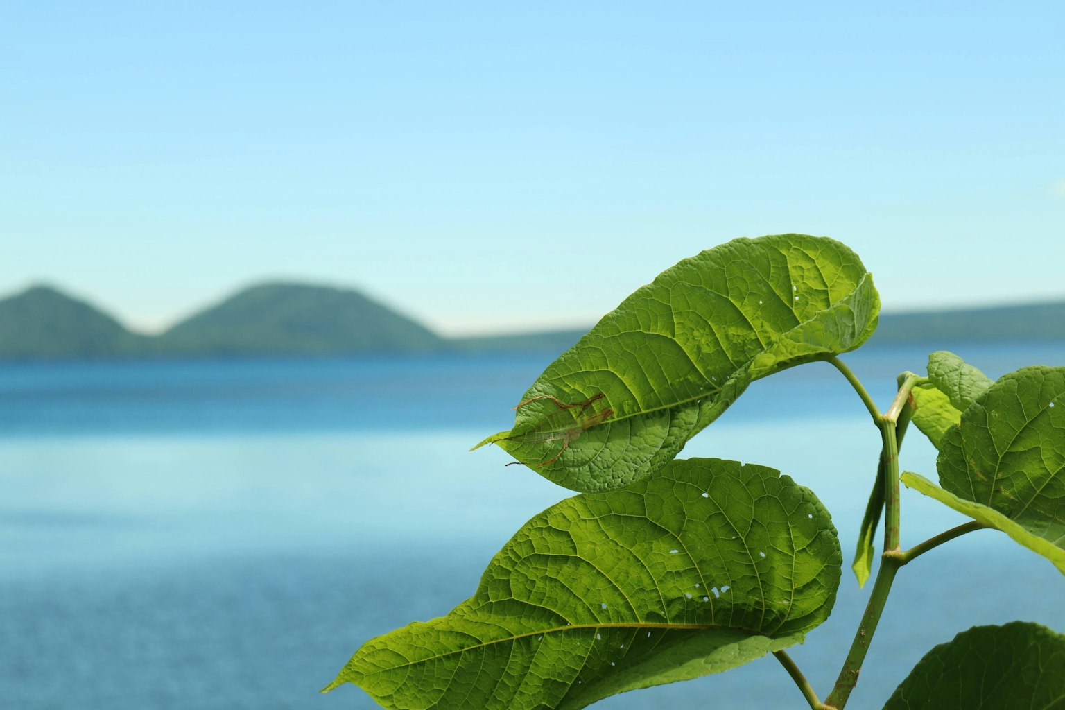 Close-up of green leaves with water and mountains in the background