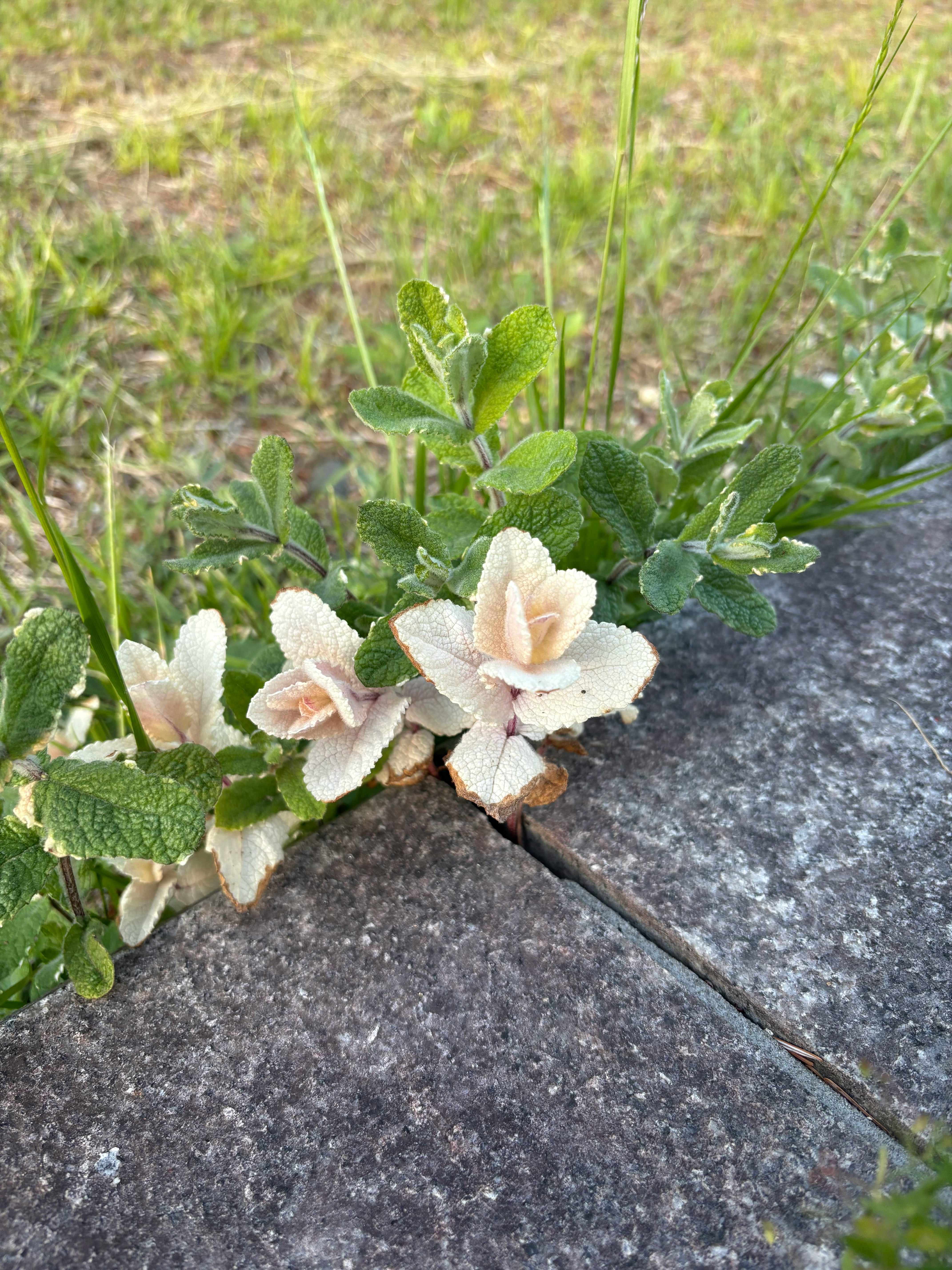 石の上に咲く白い花の小さな寄せ植え