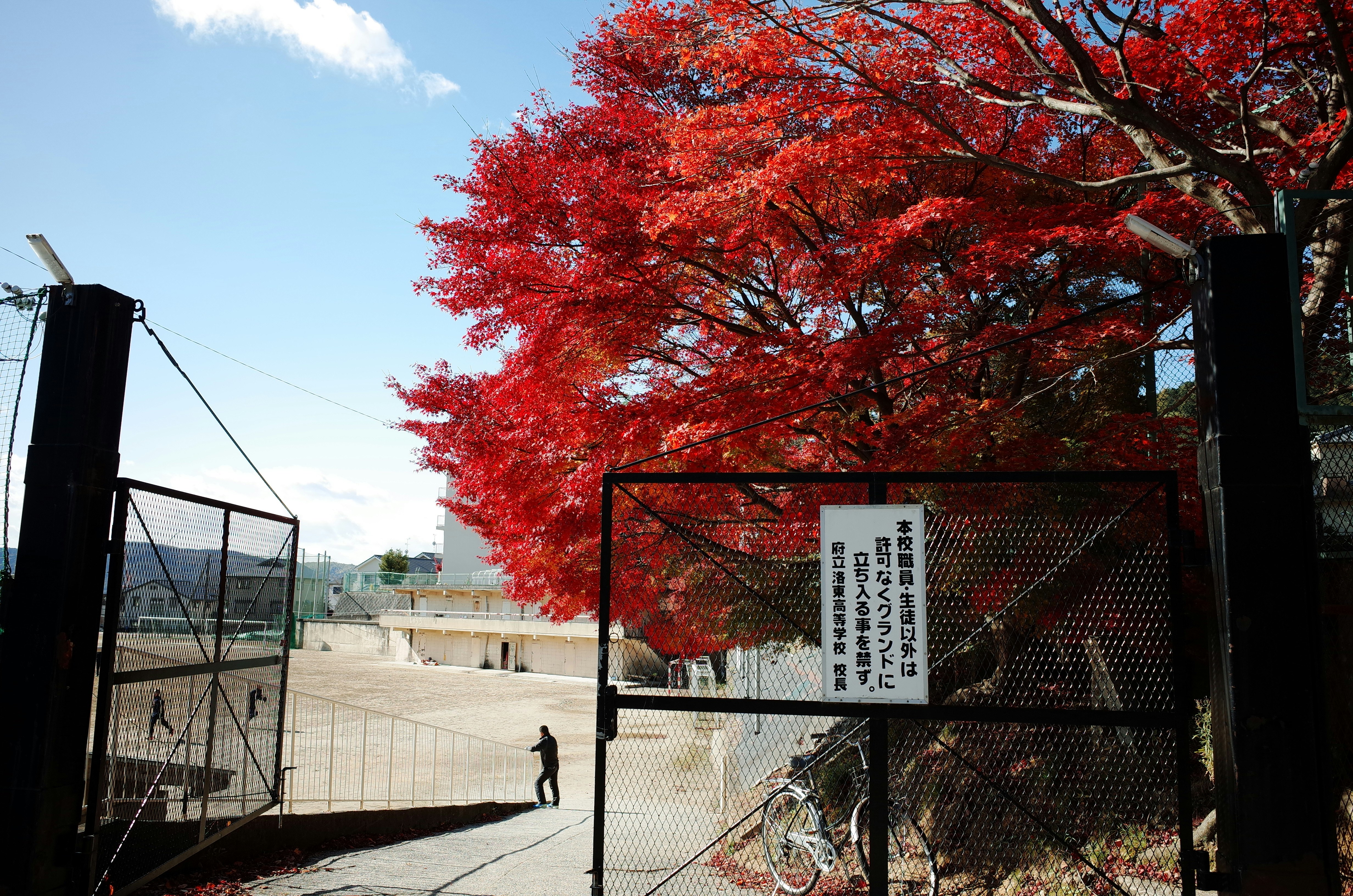 赤い紅葉の並木とフェンスのある路地の風景