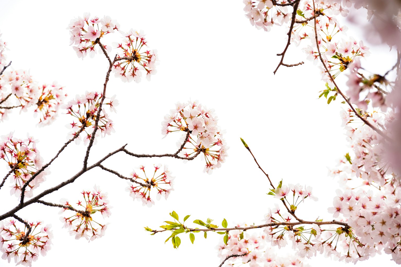 Close-up cabang bunga sakura dengan bunga pink