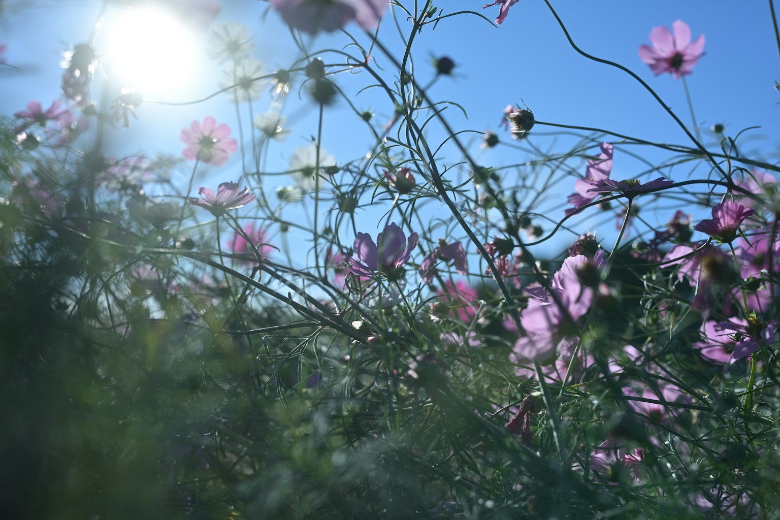 Fiori rosa che sbocciano sotto un cielo blu chiaro con luce solare