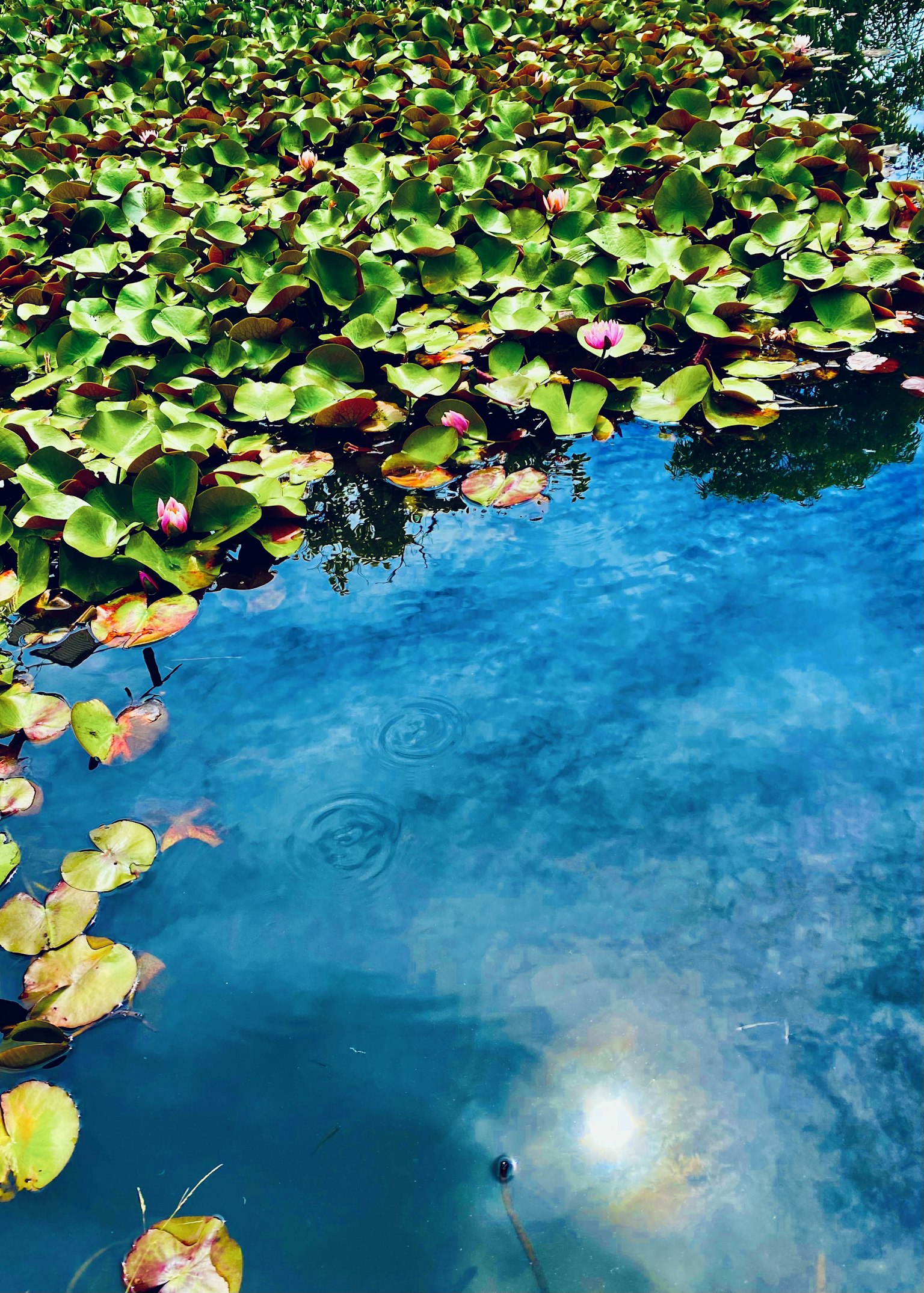 photo-8plSI70Nq70hm9IqnQxs-image