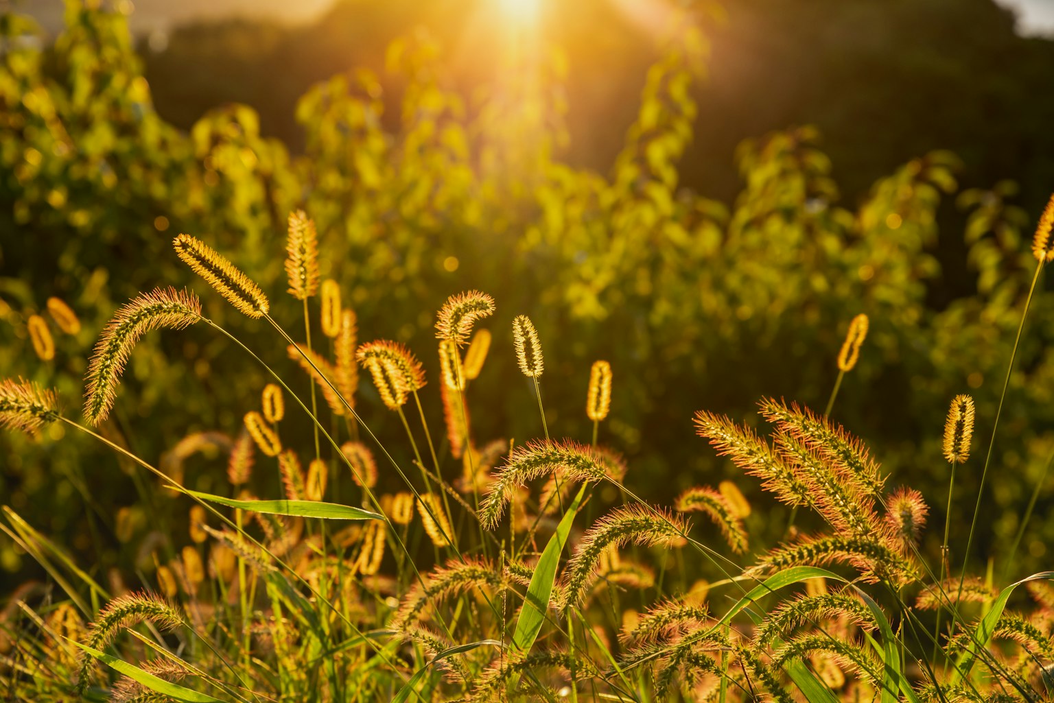 Goldene Gräser, die im Sonnenlicht schwanken, mit unscharfem grünem Hintergrund
