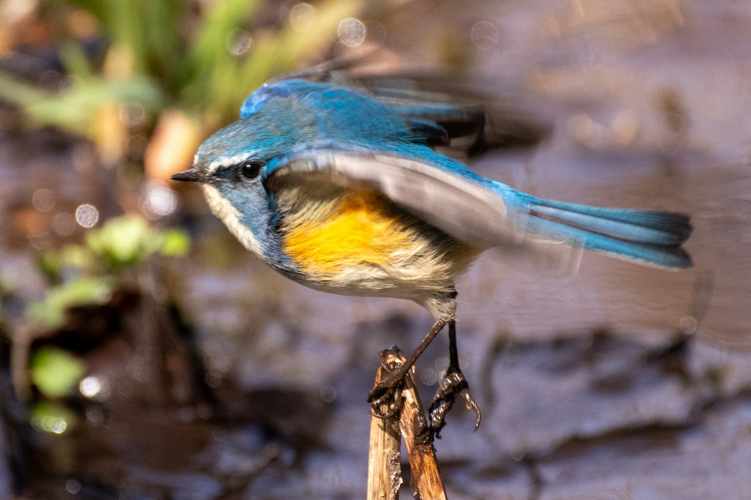 Un oiseau bleu perché sur une branche près de l'eau