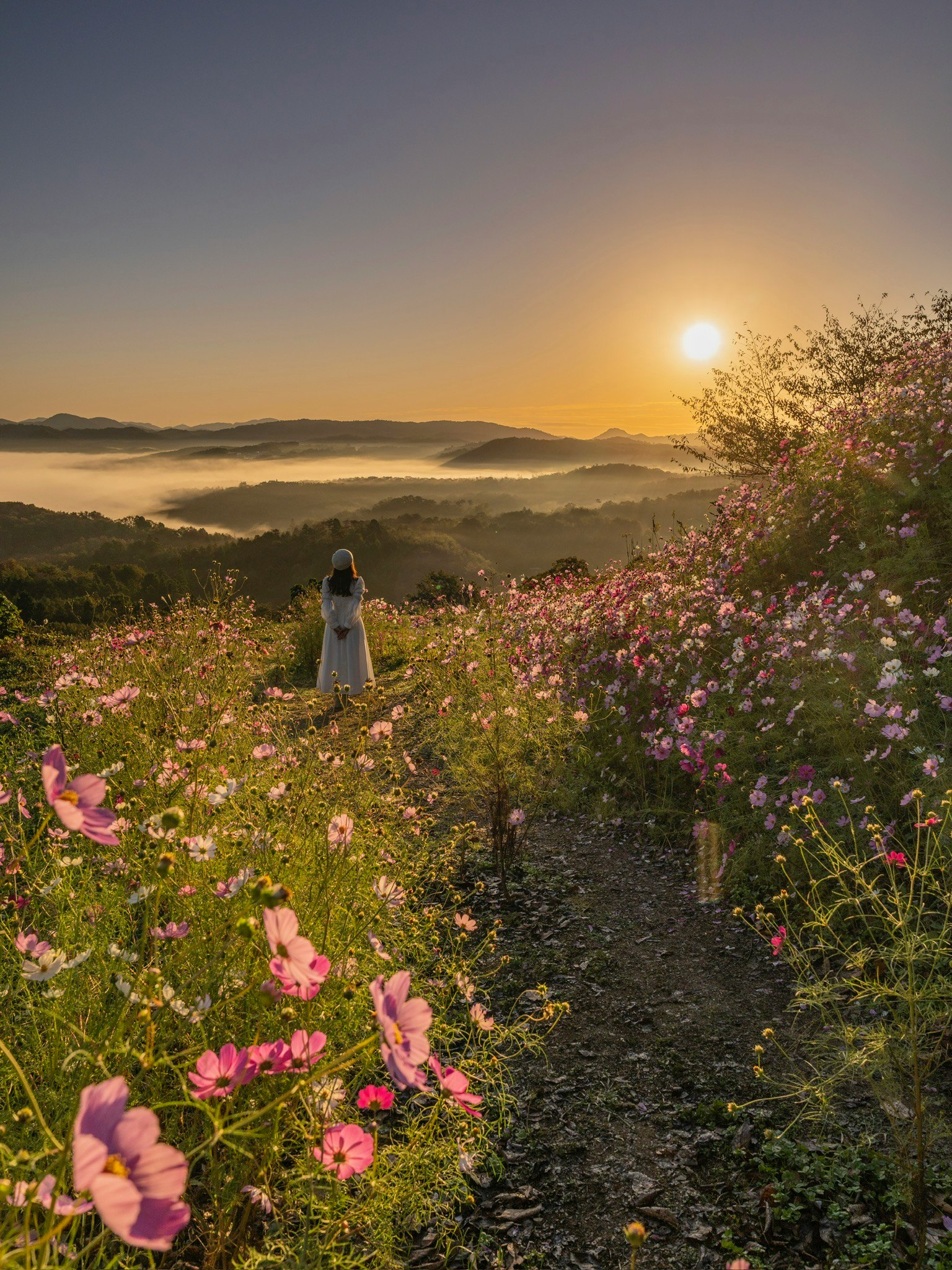 美しい花畑の中で日の出を見つめる女性のシルエット