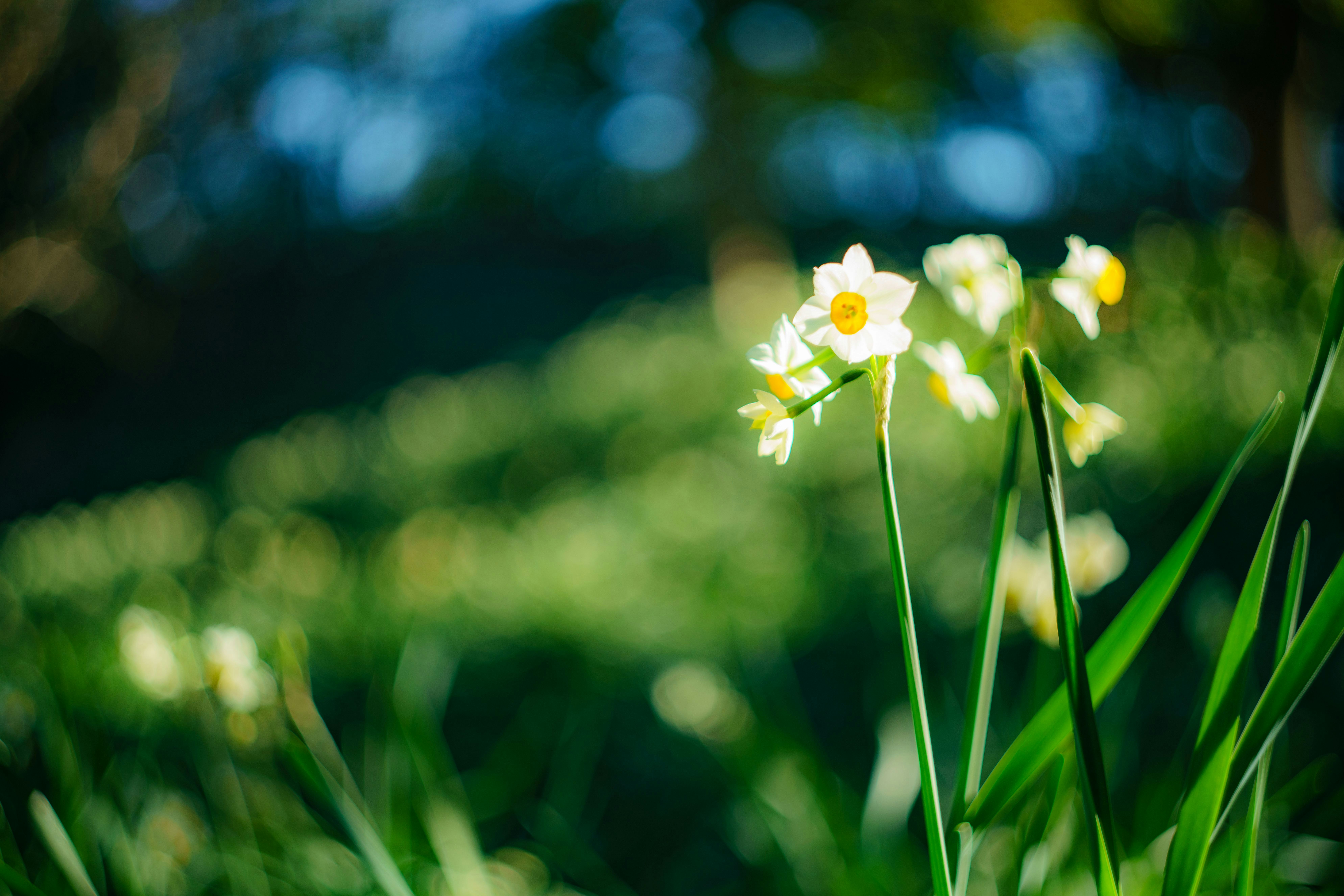 庭の芝生に咲く白い花と黄色い花