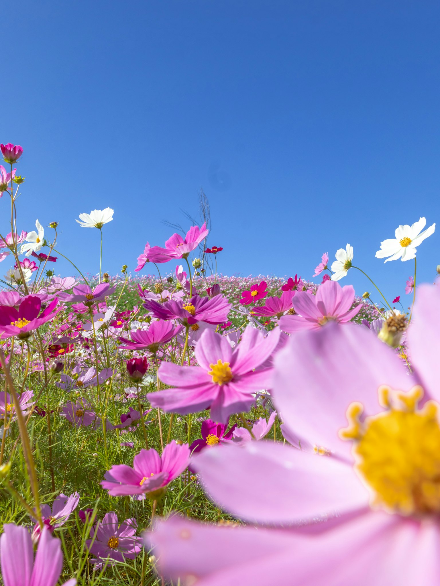 Ein lebendiges Blumenfeld unter einem blauen Himmel