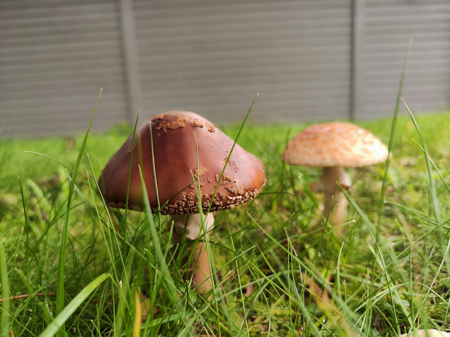 Deux champignons dans l'herbe verte avec un chapeau rougeâtre et un chapeau crème