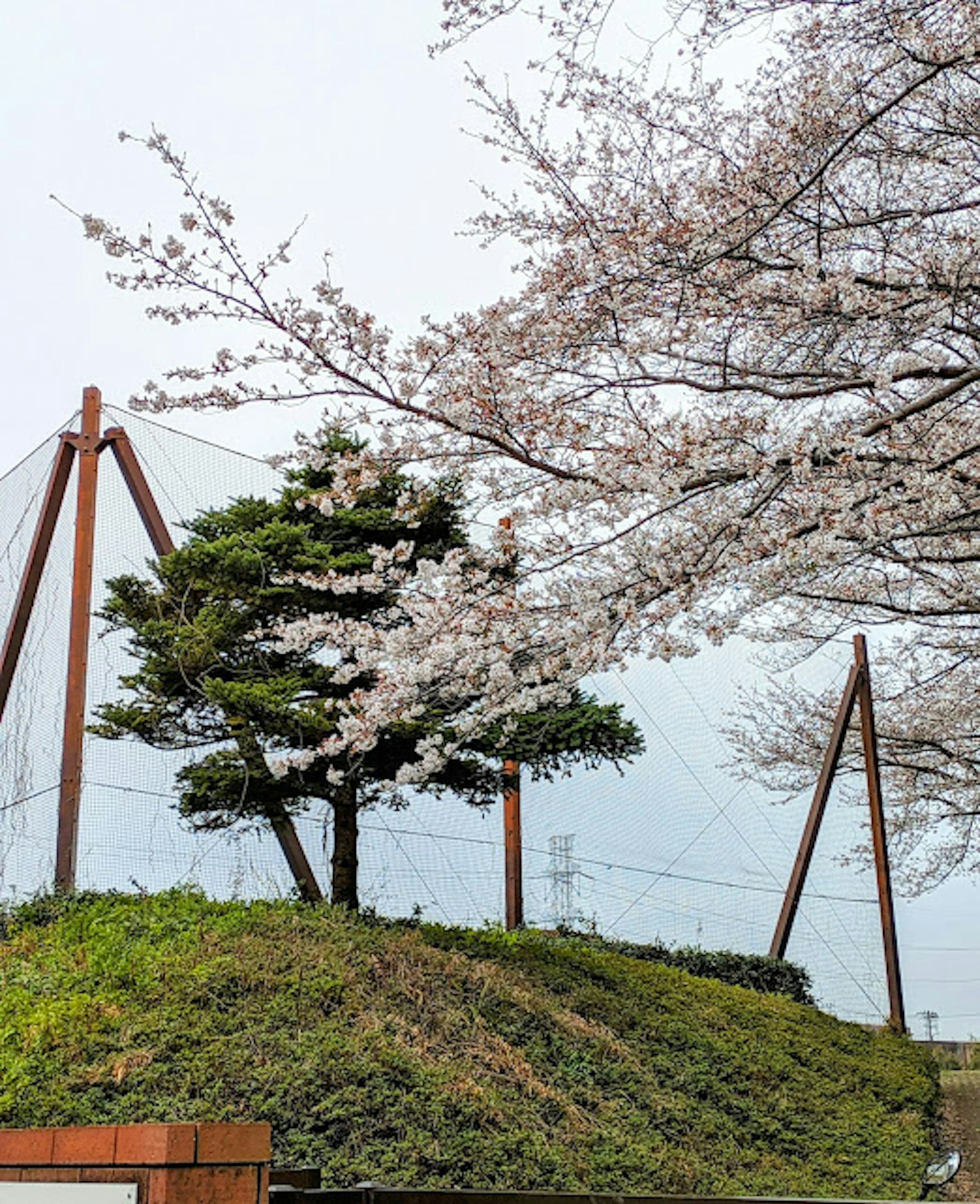 ทิวทัศน์สวนสาธารณะที่มีต้นซากุระและอุปกรณ์สนามเด็กเล่น