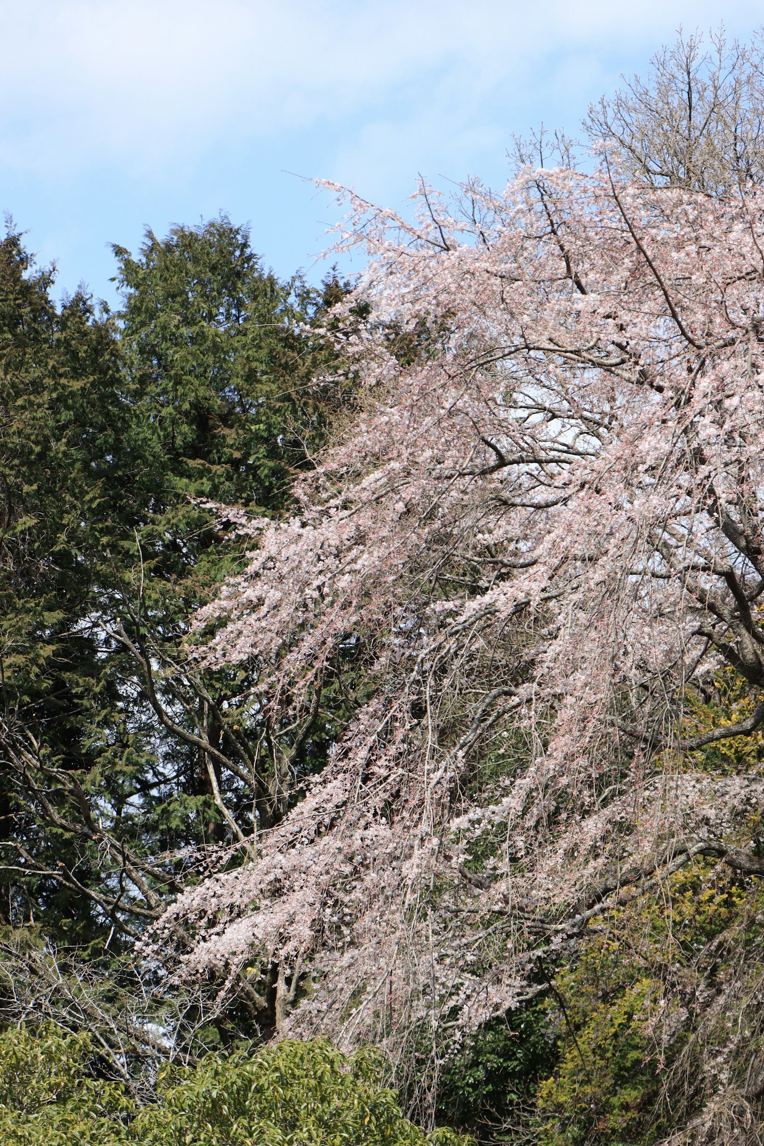 Kirschbaum mit rosa Blüten vor einem Hintergrund aus grünem Laub