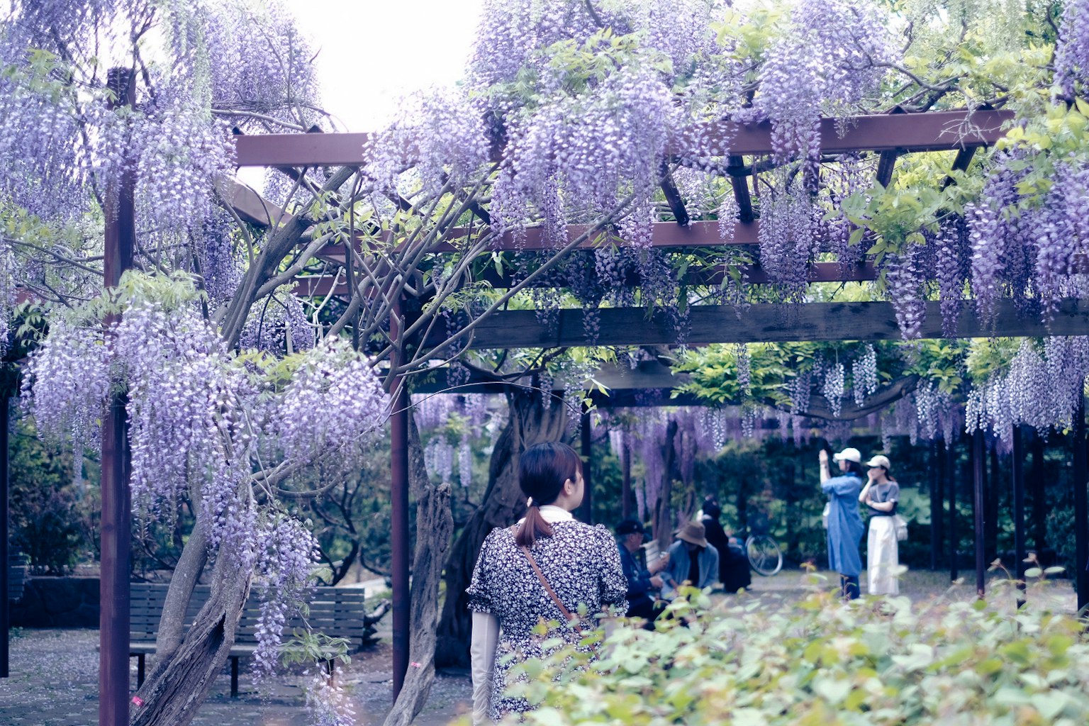 紫色の藤の花が咲くアーチの下で人々が楽しんでいる風景
