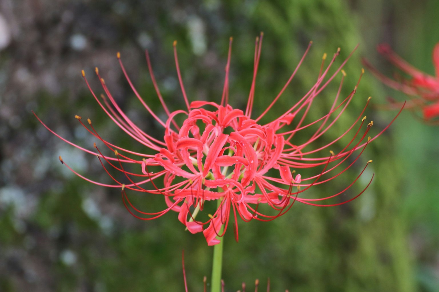Un fiore rosso vibrante con petali lunghi che si irradiano verso l'esterno