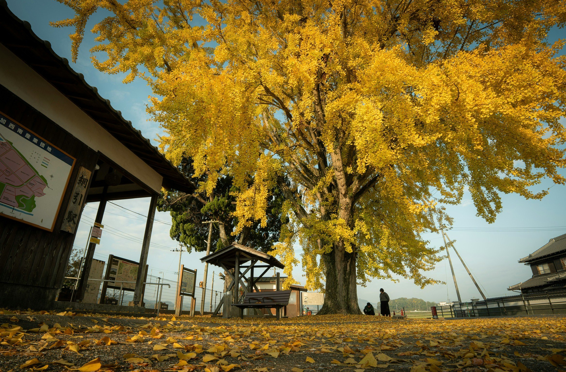 Estación de Aikui del ferrocarril Hōjō Tetsudō con hojas de ginkgo otoñales frente al andén